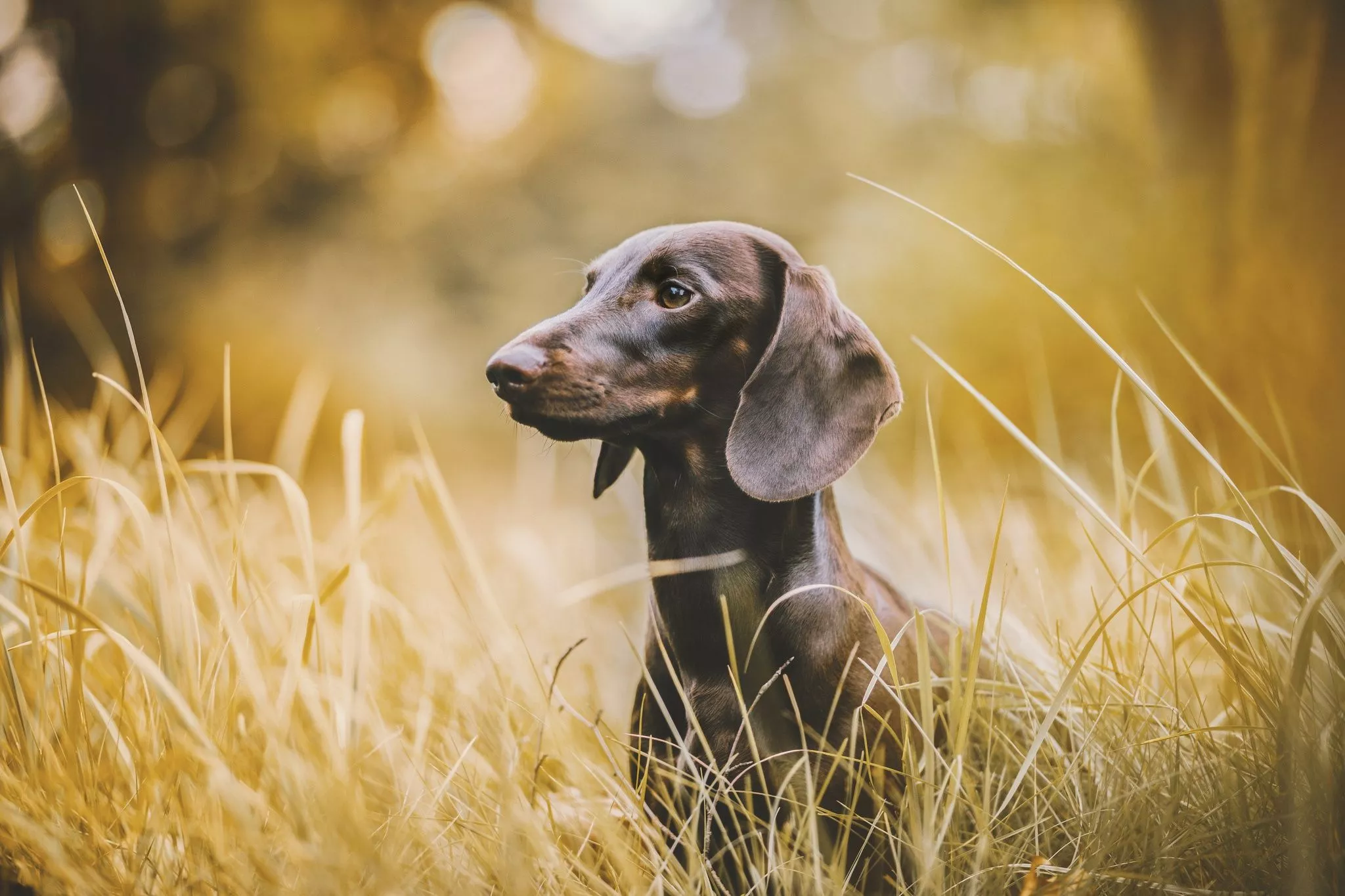 Dachshund Wallpaper, HD Animals 4K