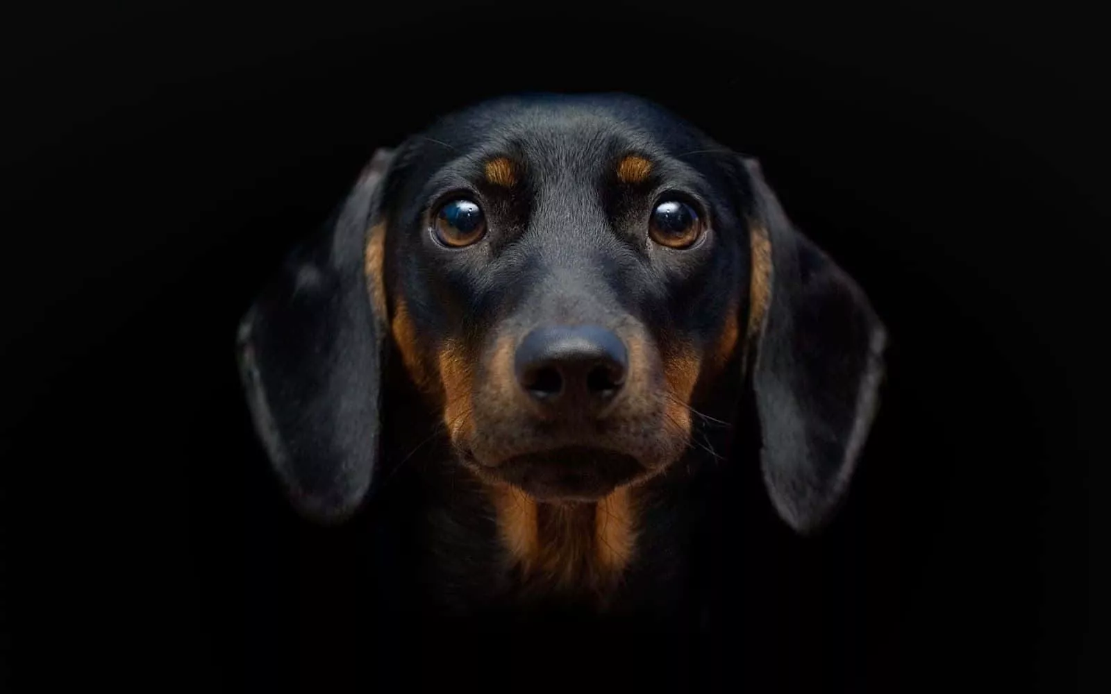 Dachshund Dog Black Wallpaper