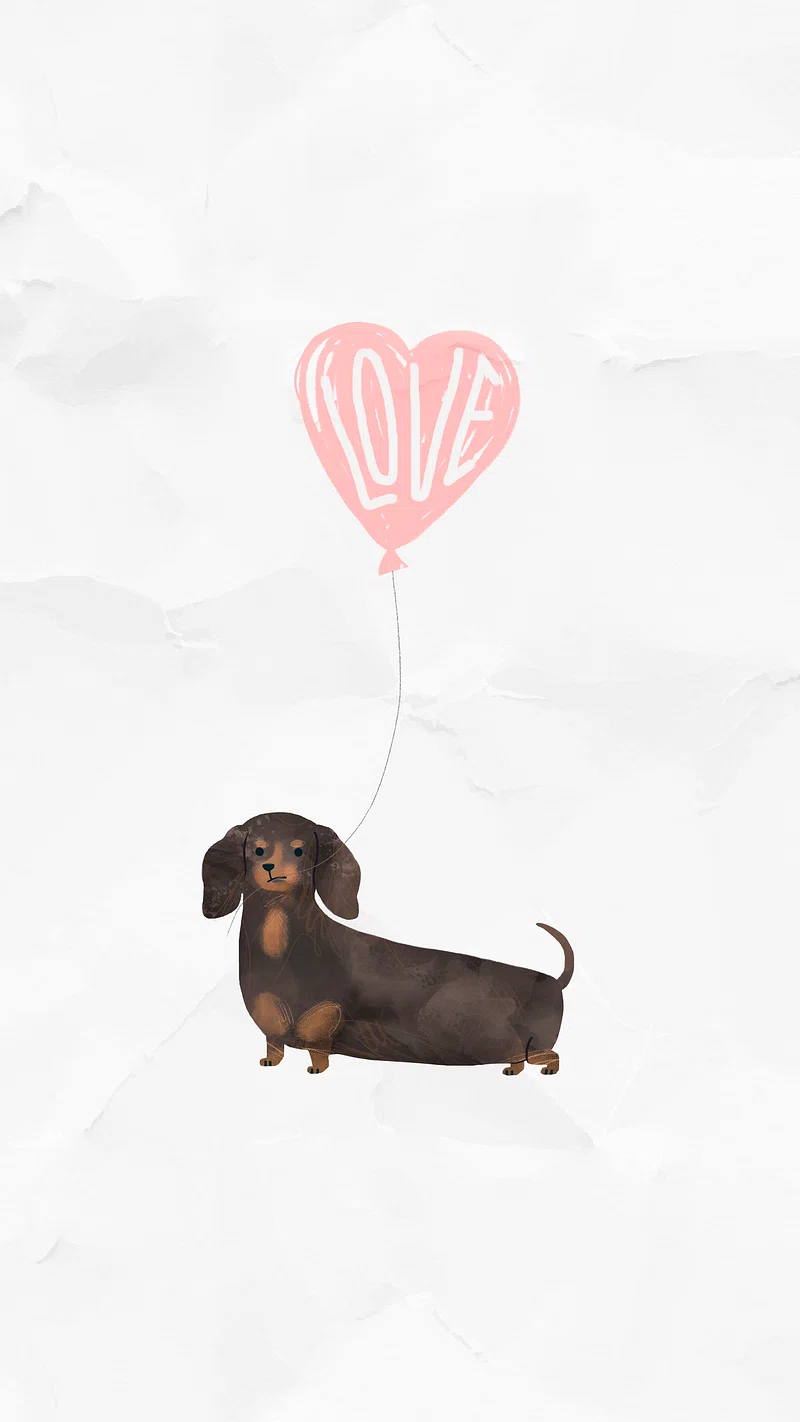 Dachshund Dog Image. Free Photo, PNG