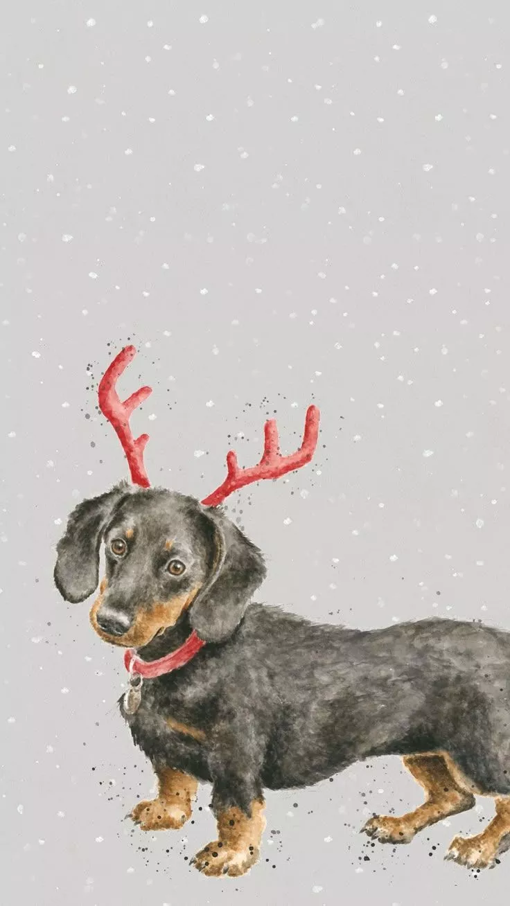 Dachshund Christmas Phone Wallpaper