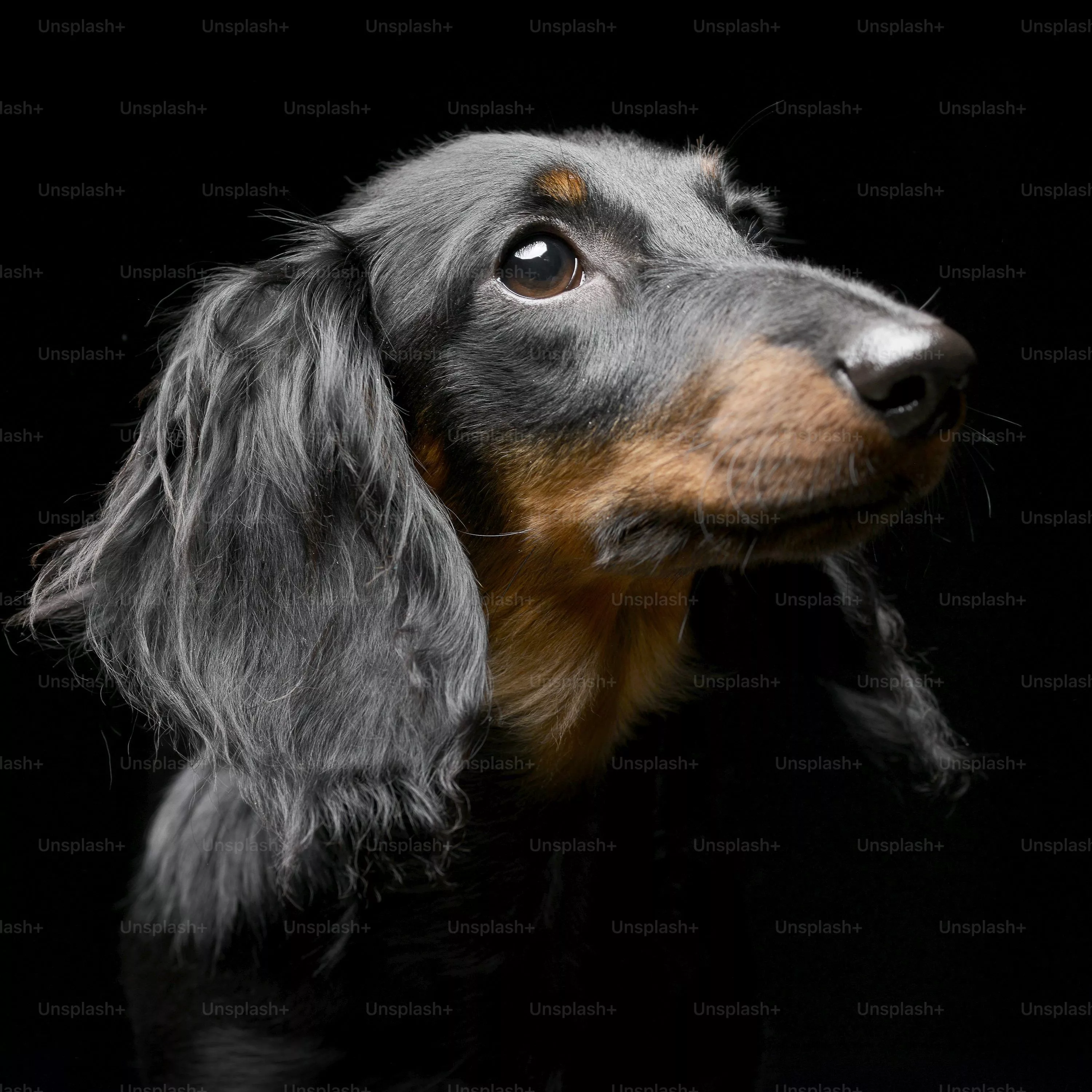 Dachshunds Picture. Download Free