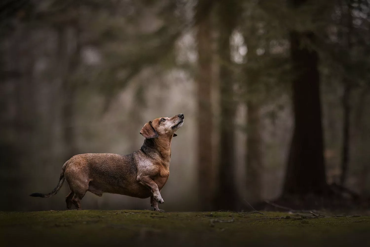 Dachshund Photohoot, Muskegon Michigan