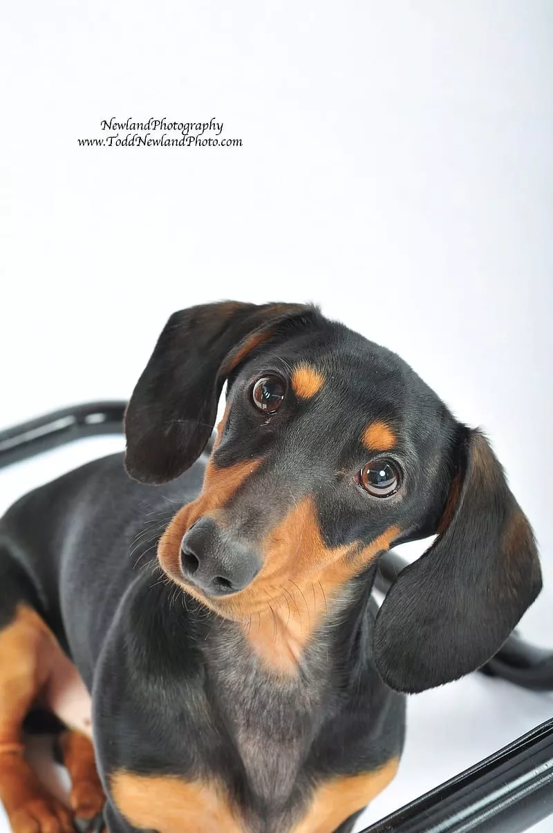 HD wieners wallpaper