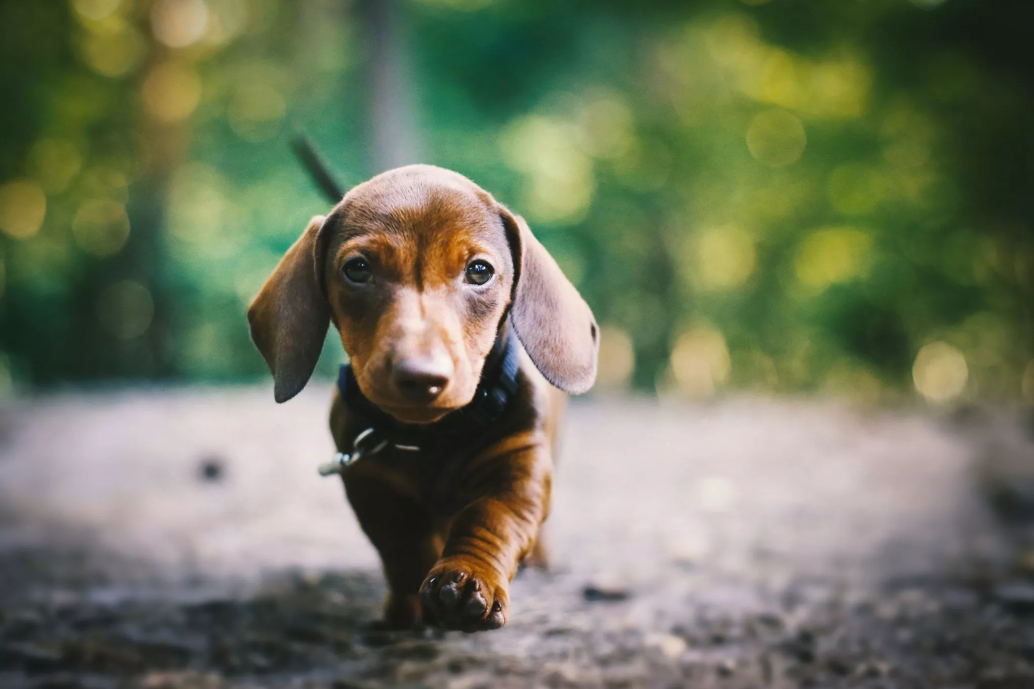 Download Bokeh Baby Animal Puppy Animal