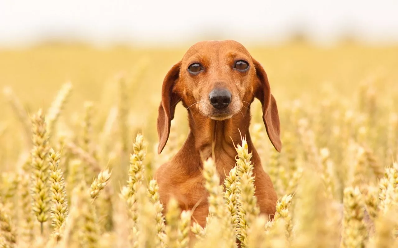 image Dachshund Dogs Grain Staring Animals