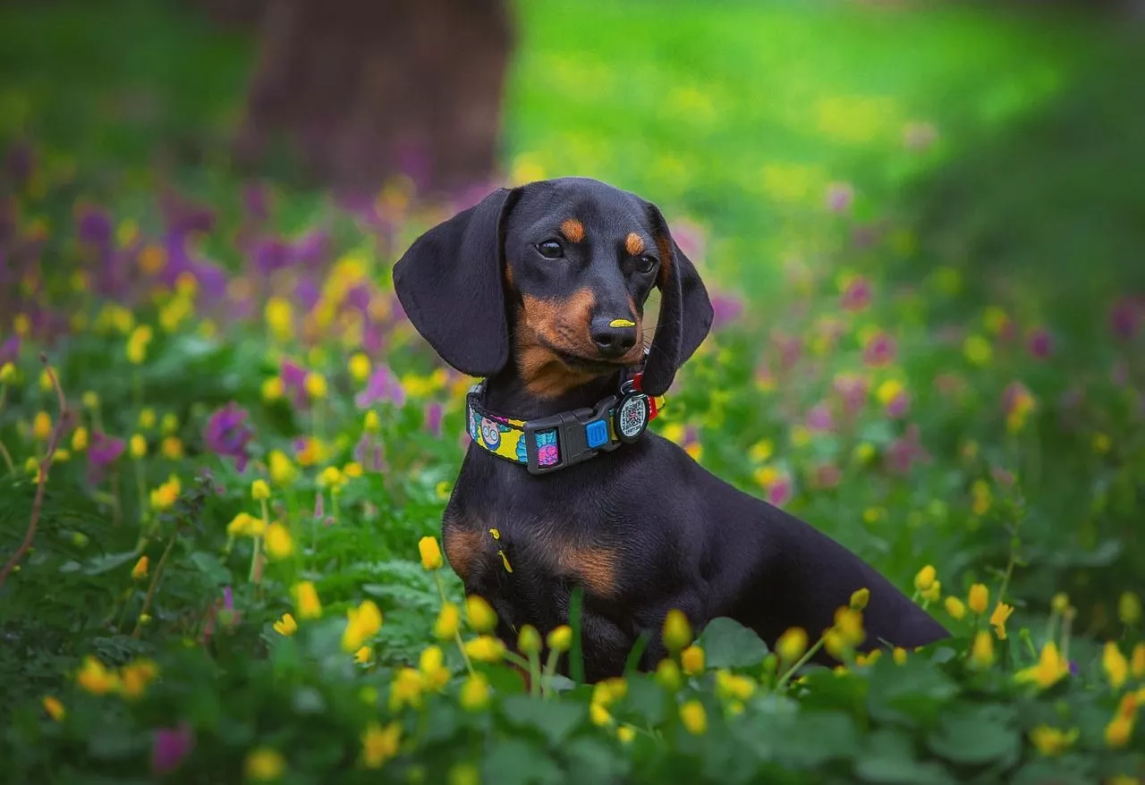 Dog Puppy Dachshund