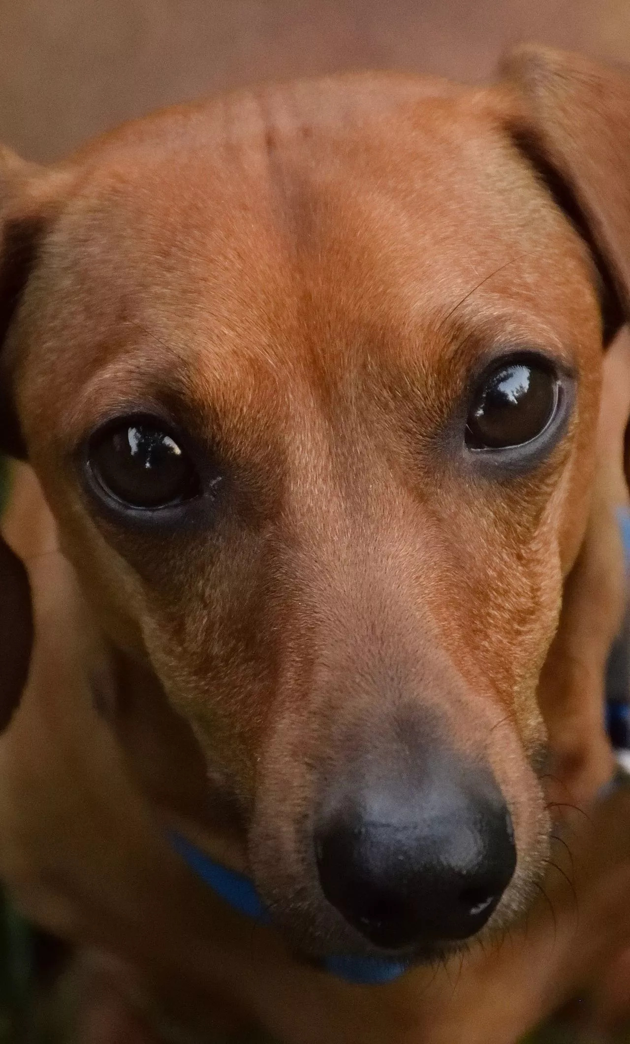 Download wallpaper 1280x2120 cute