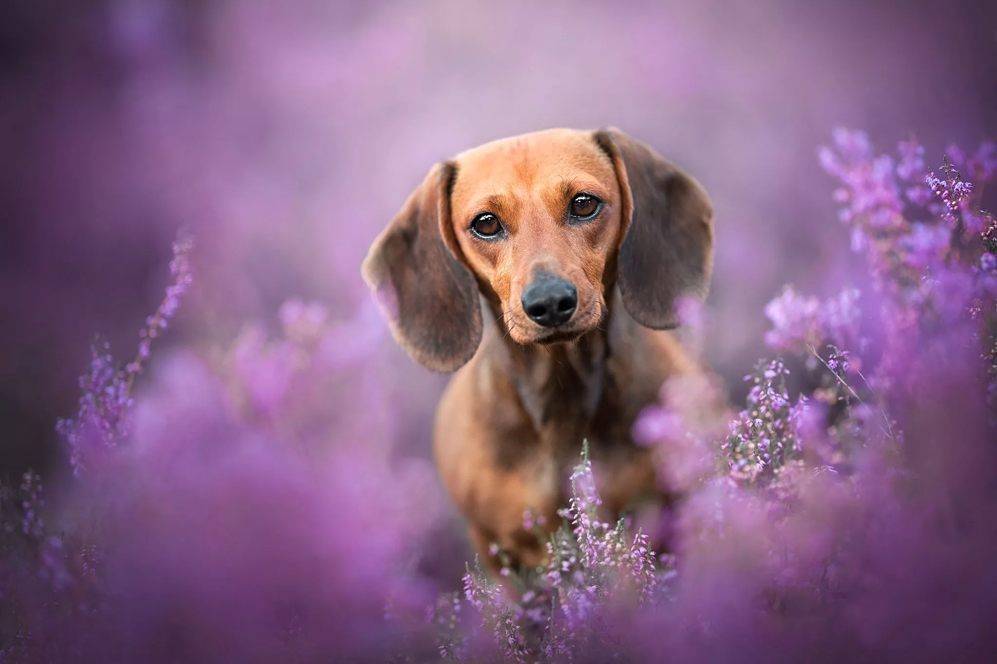Heather Dog Animal Dachshund HD Wallpaper