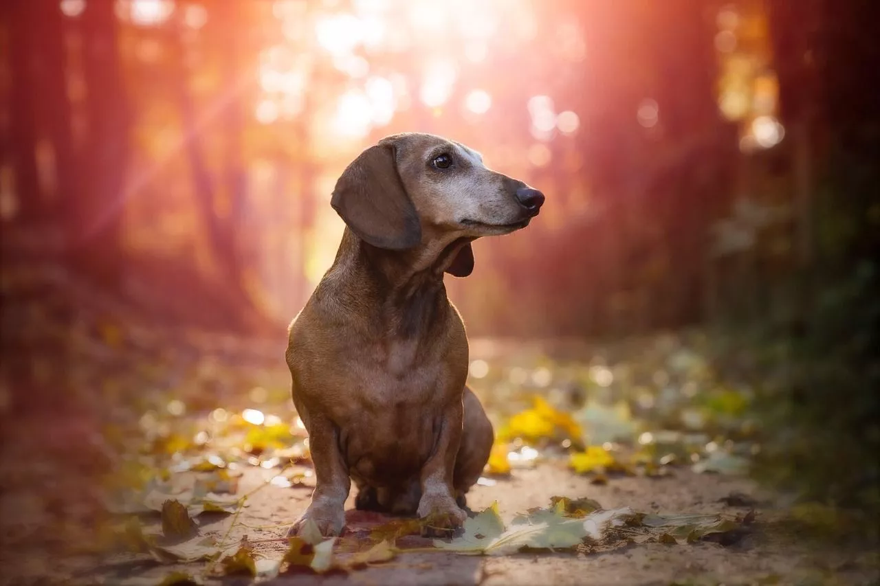 Dachshund Dog Pet