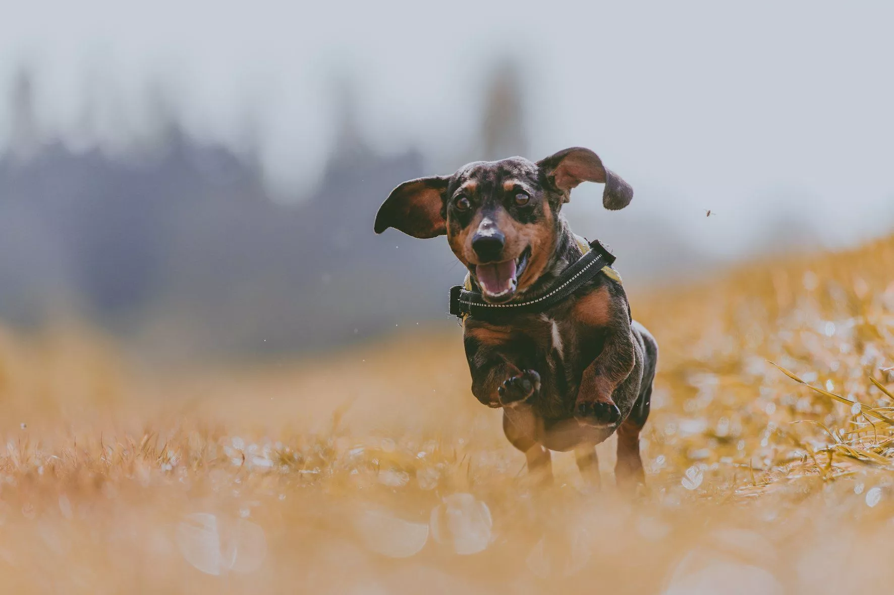 Celebrating National Dachshund Day