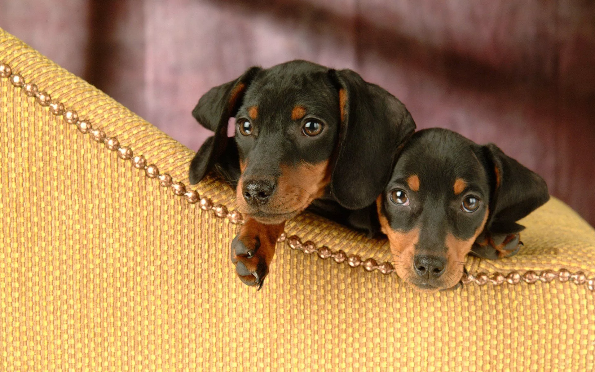Wallpaper interest, puppies, two