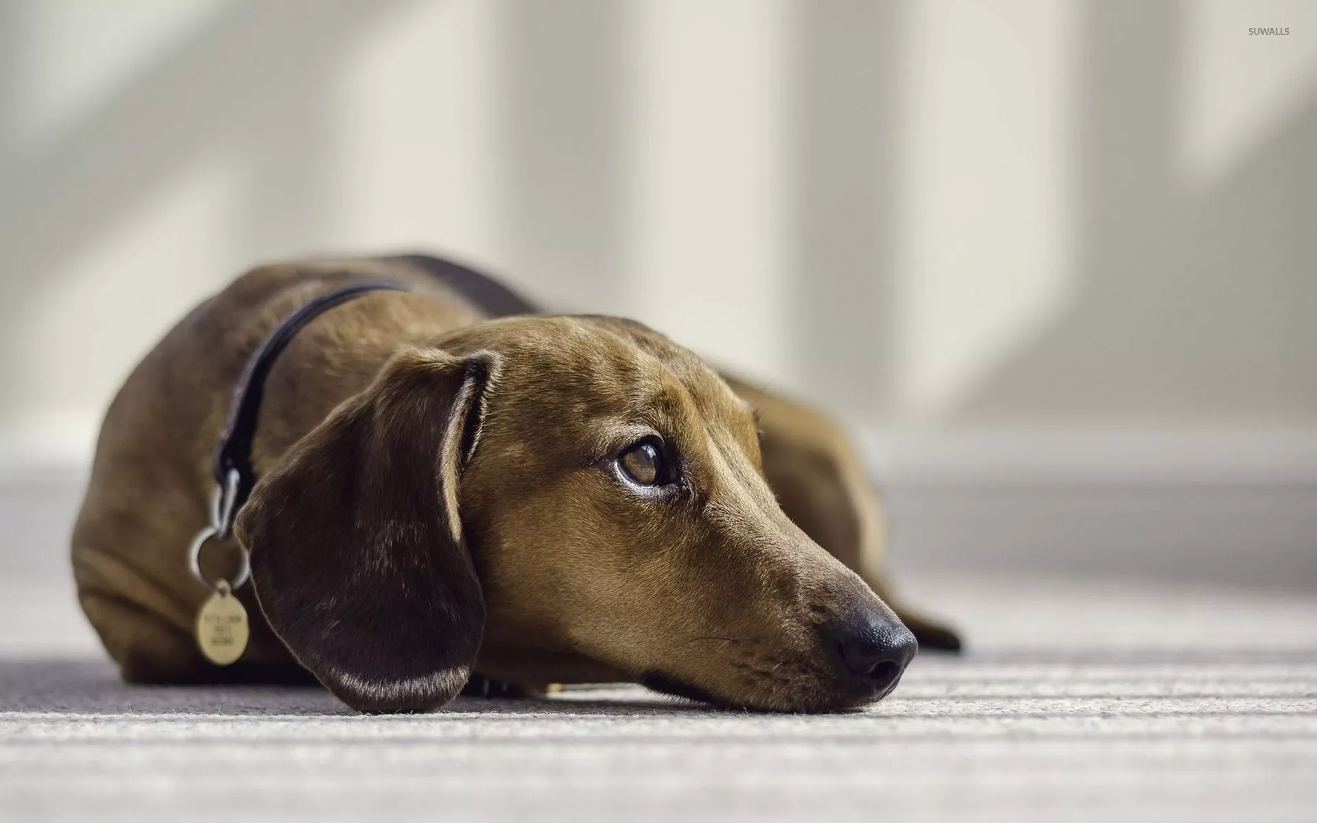 Dachshund [2] wallpaper