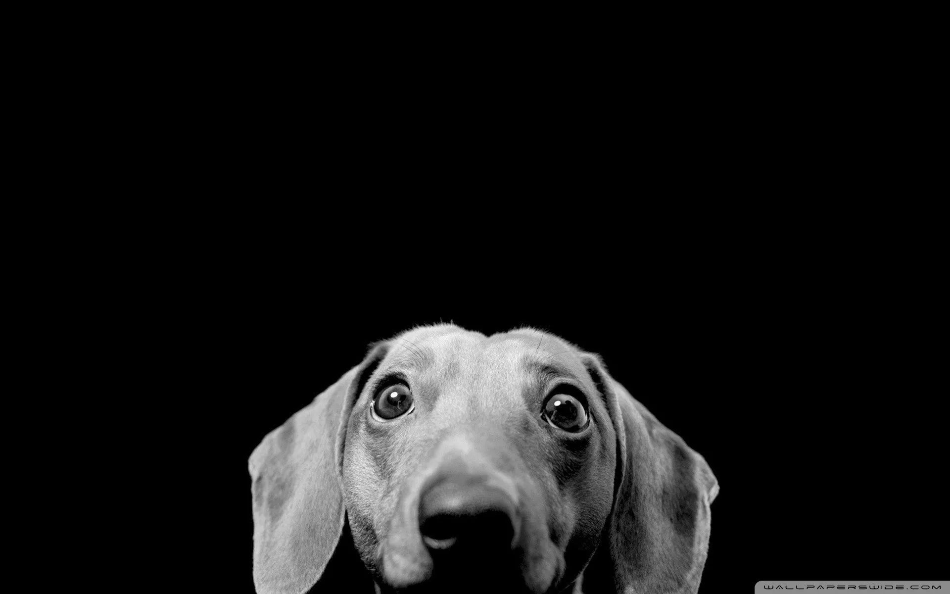 Dachshund Ultra HD Wallpaper for 4K UHD