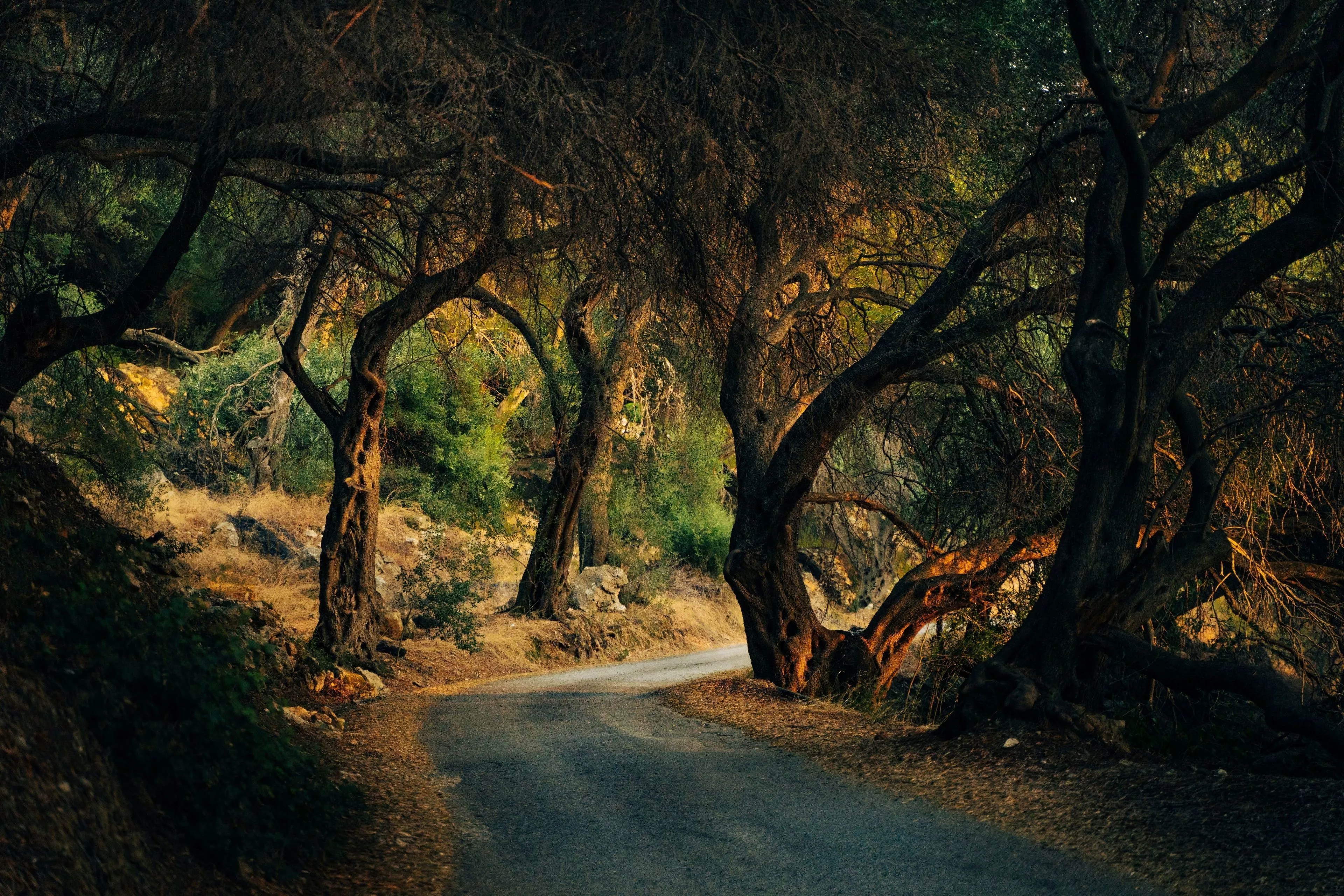 4K Forest Road HD Photography Wallpaper