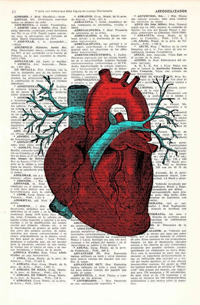 Human Heart, HD phone wallpaper