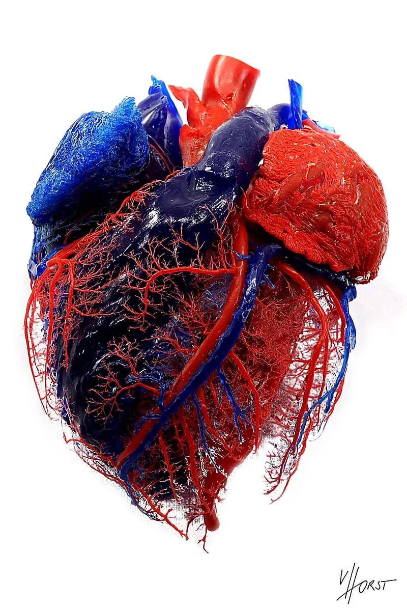 Heart, medical, HD phone wallpaper