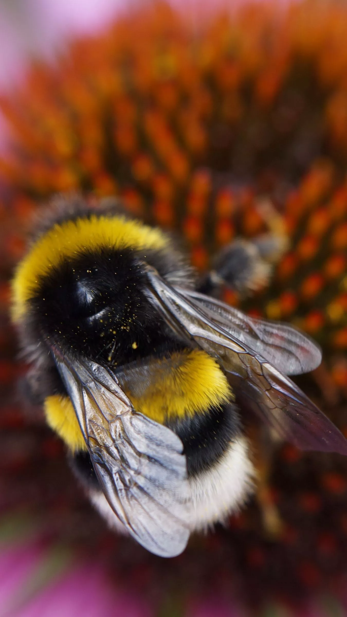 Download wallpaper 1350x2400 bumble bee