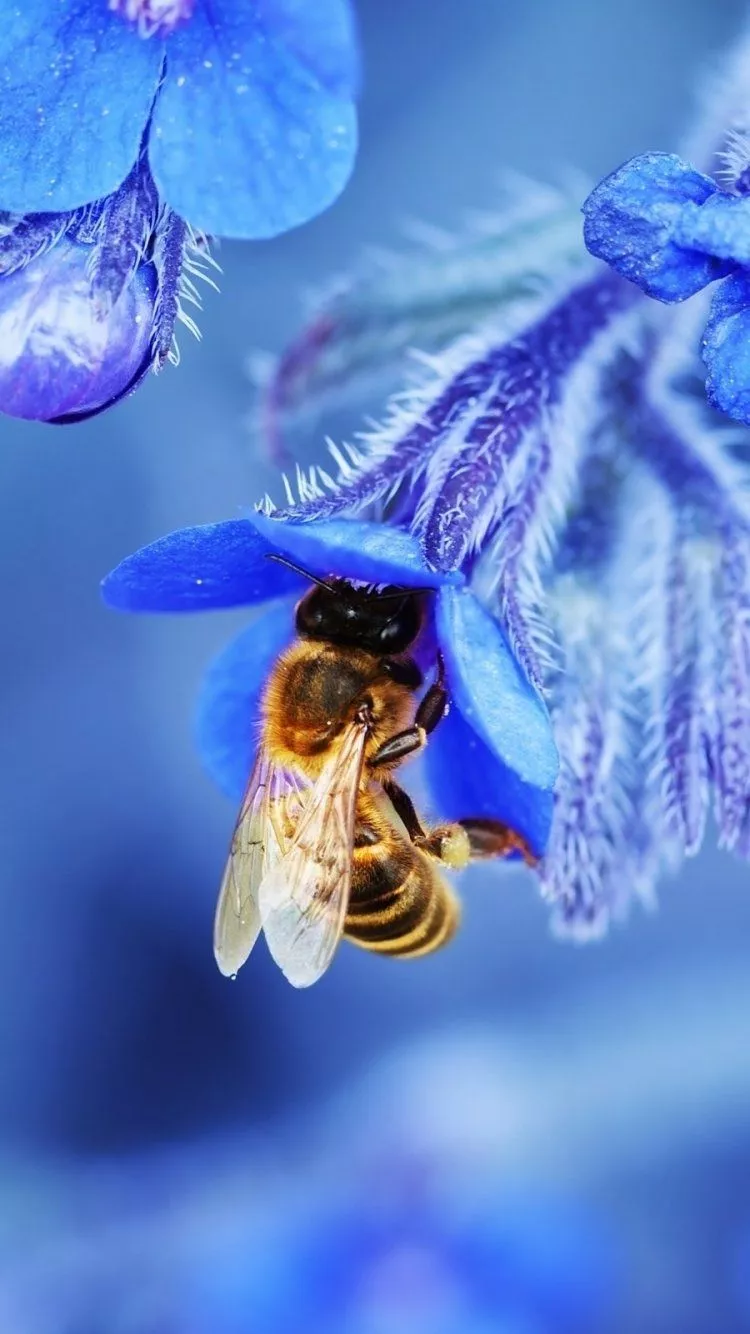 Download Animal Bee Phone Wallpaper