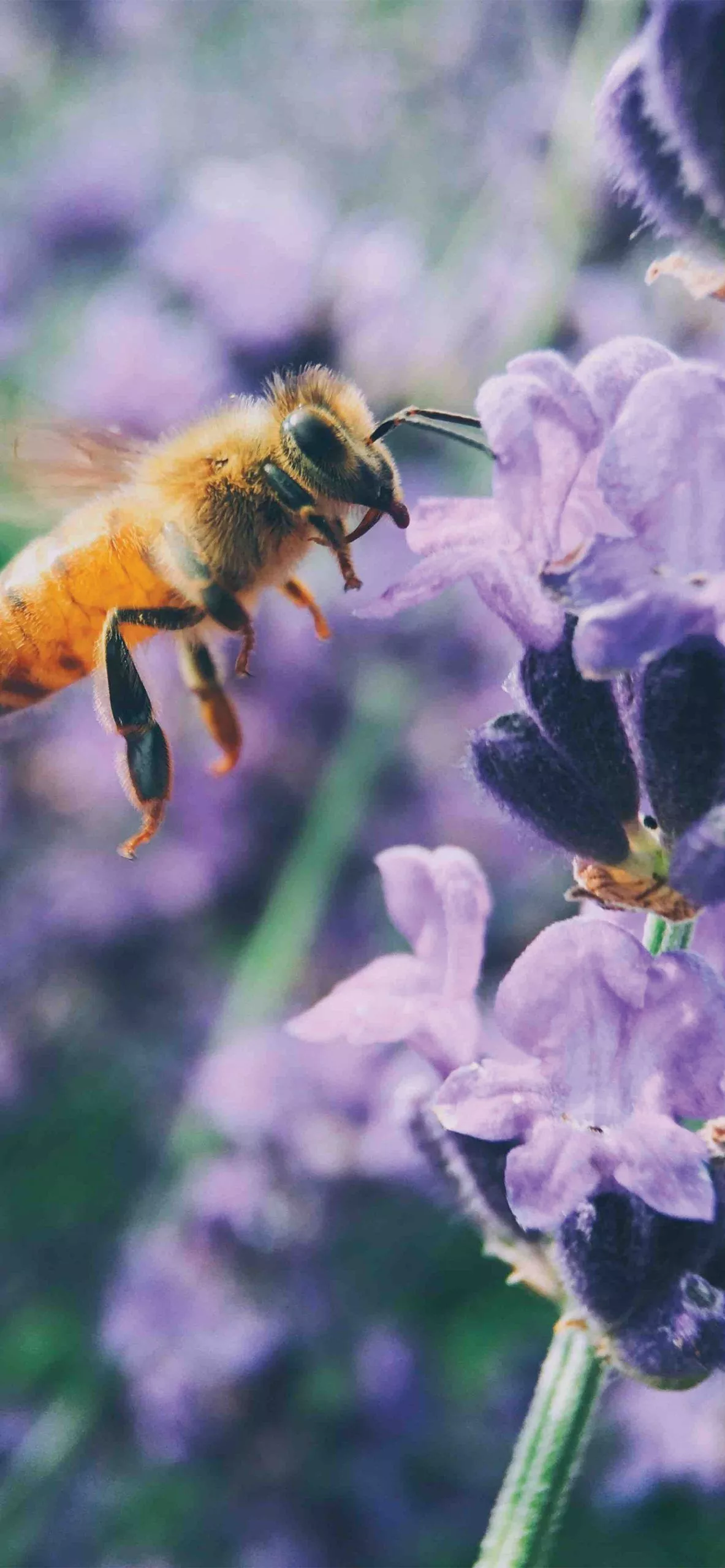 Cute Vegan Animal Phone Wallpaper