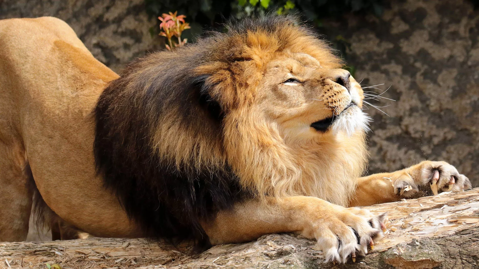 Download Lion Wallpaper