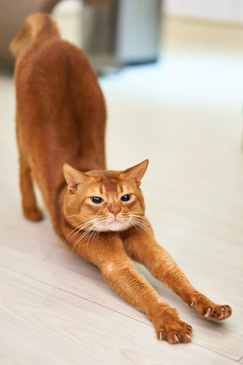 HD cat stretching wallpaper