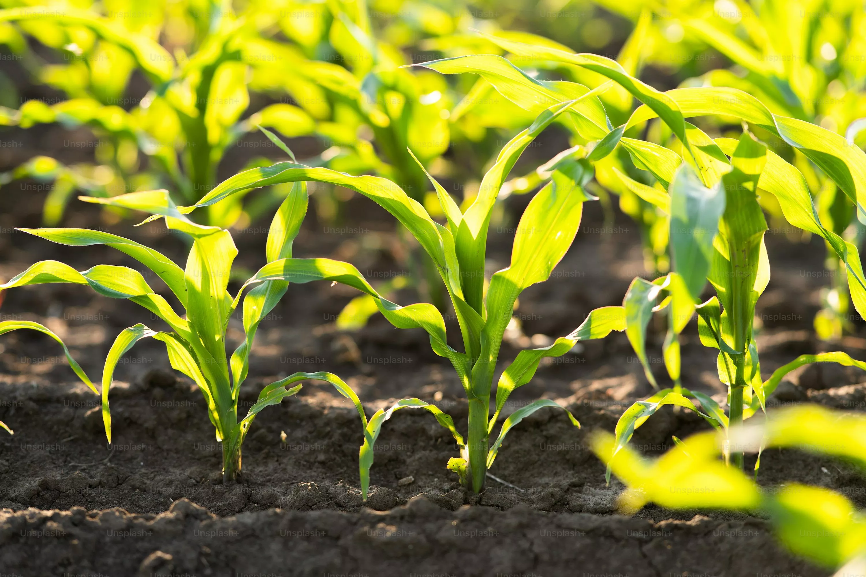 Corn Field Picture HD