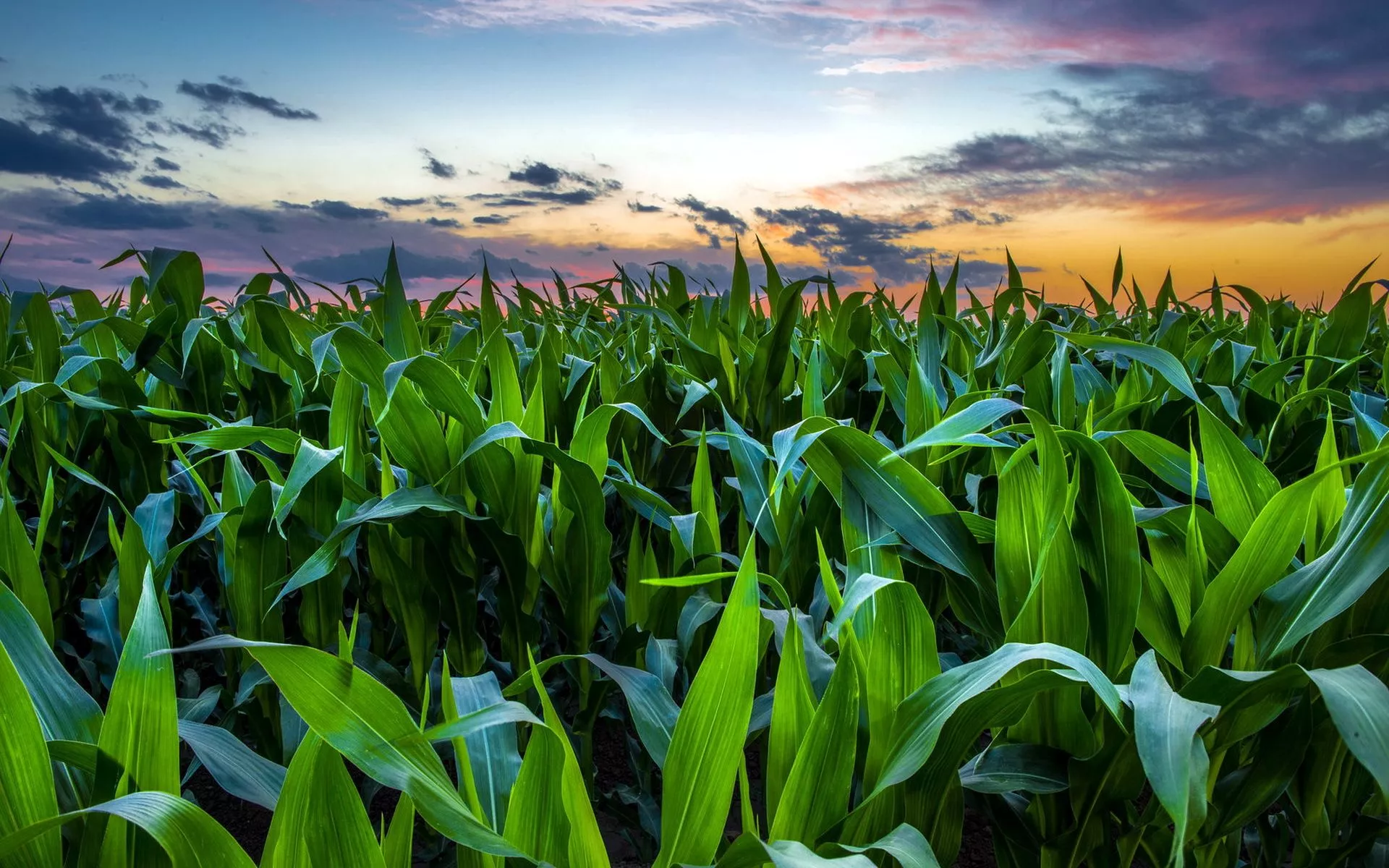 Wallpaper field, sunset, corn