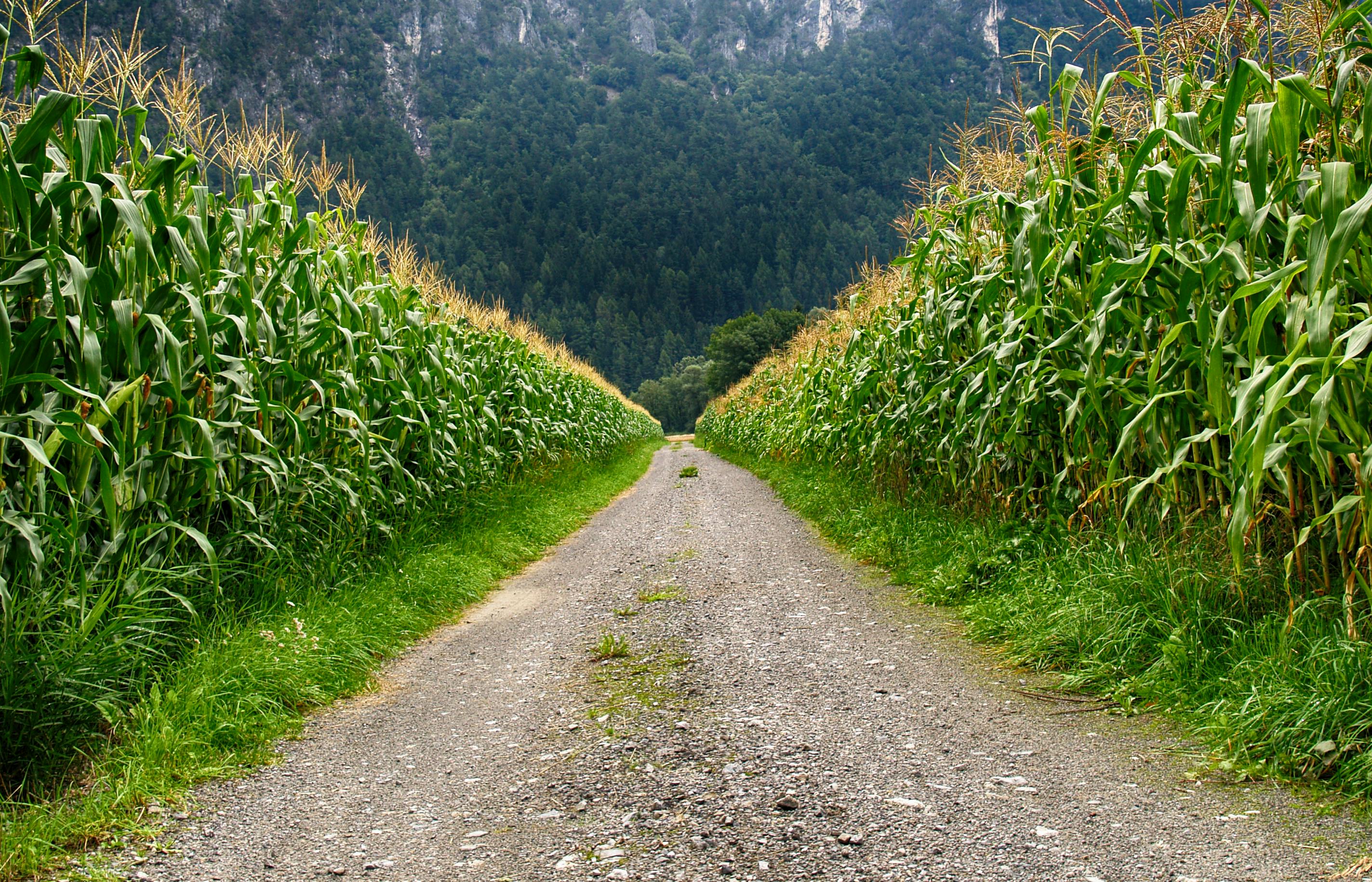 Corn Field · Free