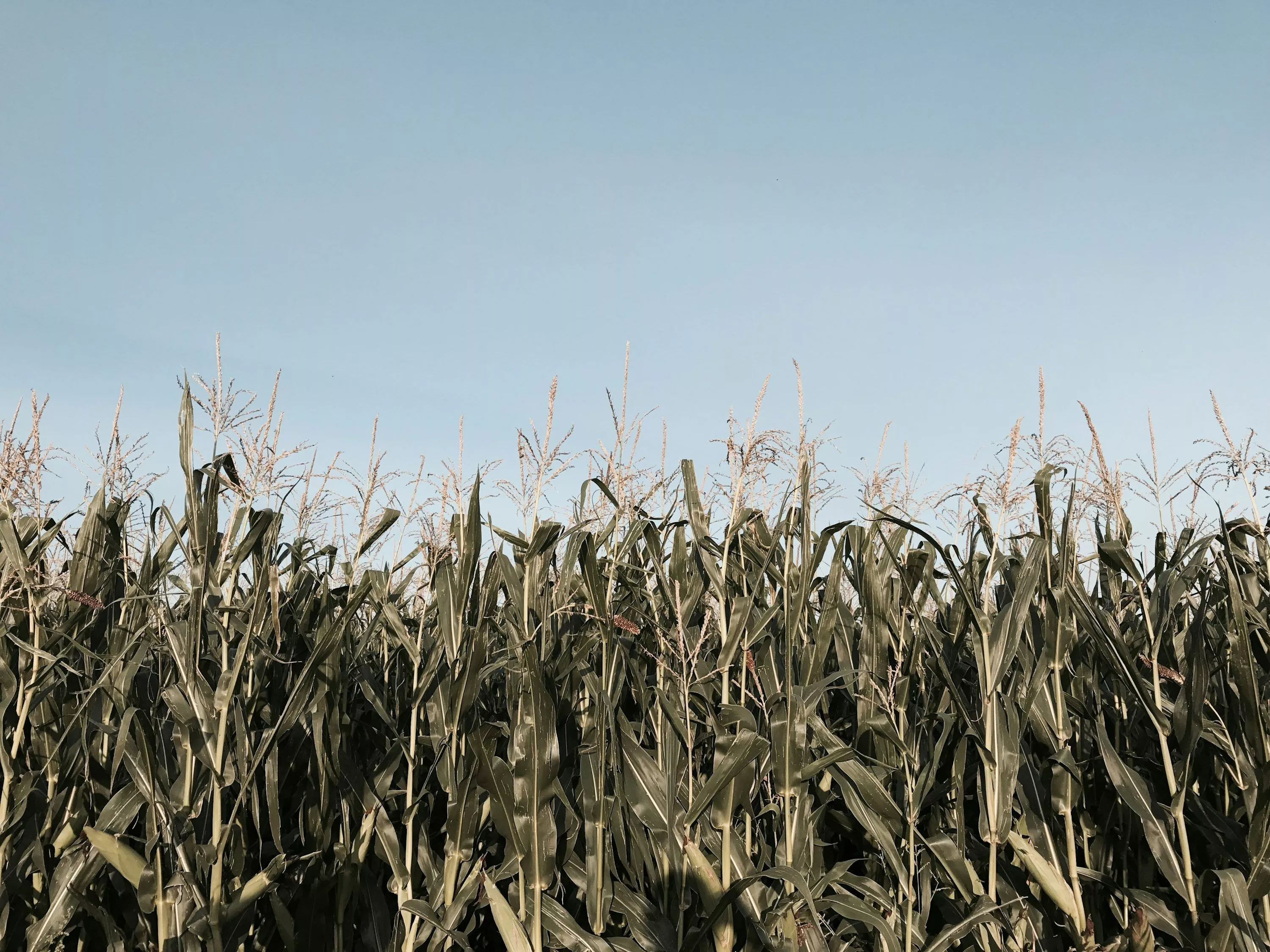 Corn Stalk Picture. Download Free