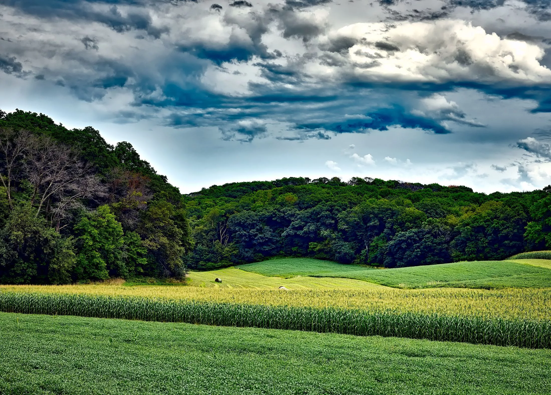 corn field, trees, grass Wallpaper, HD