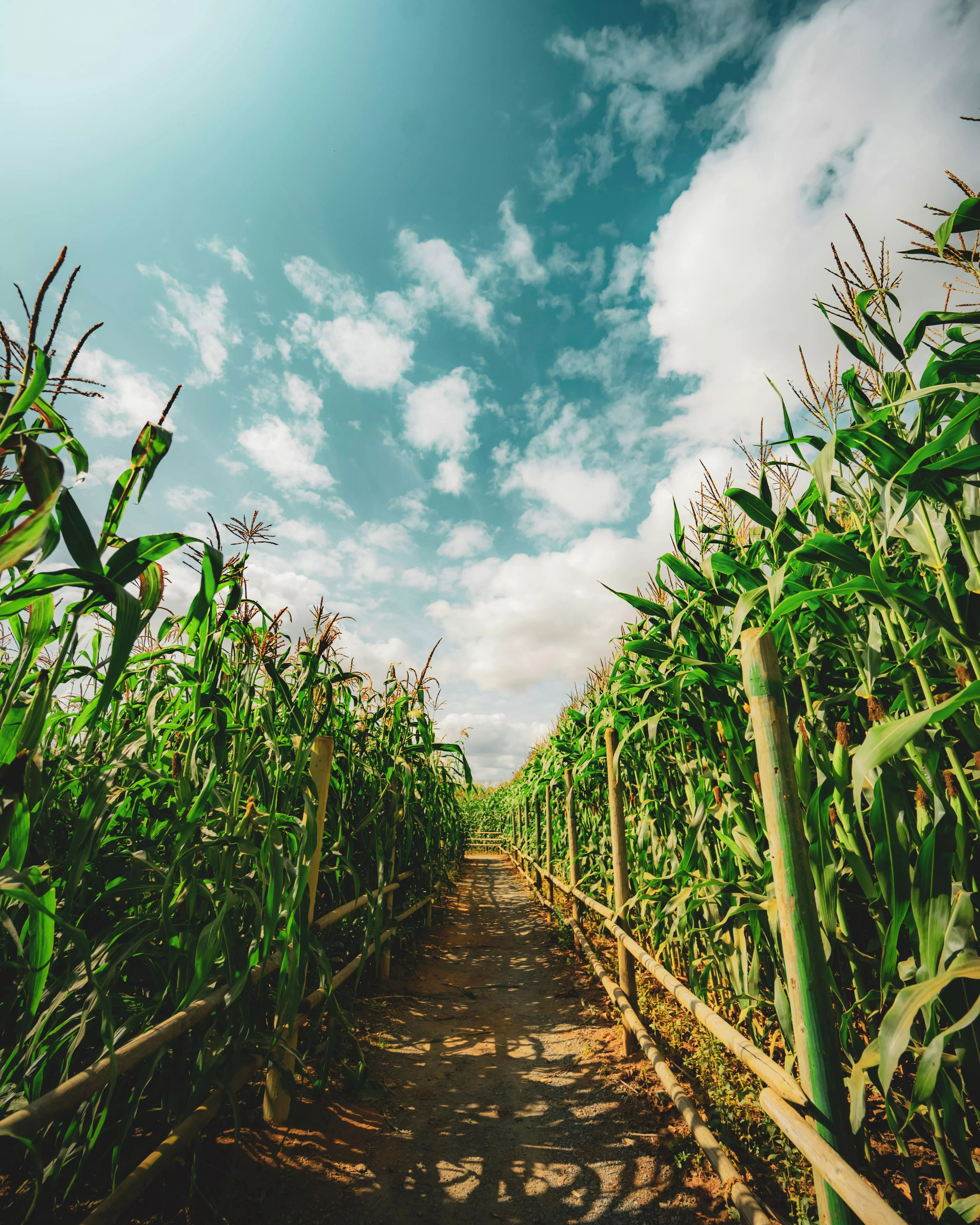 Corn Field during Daytime · Free Stock