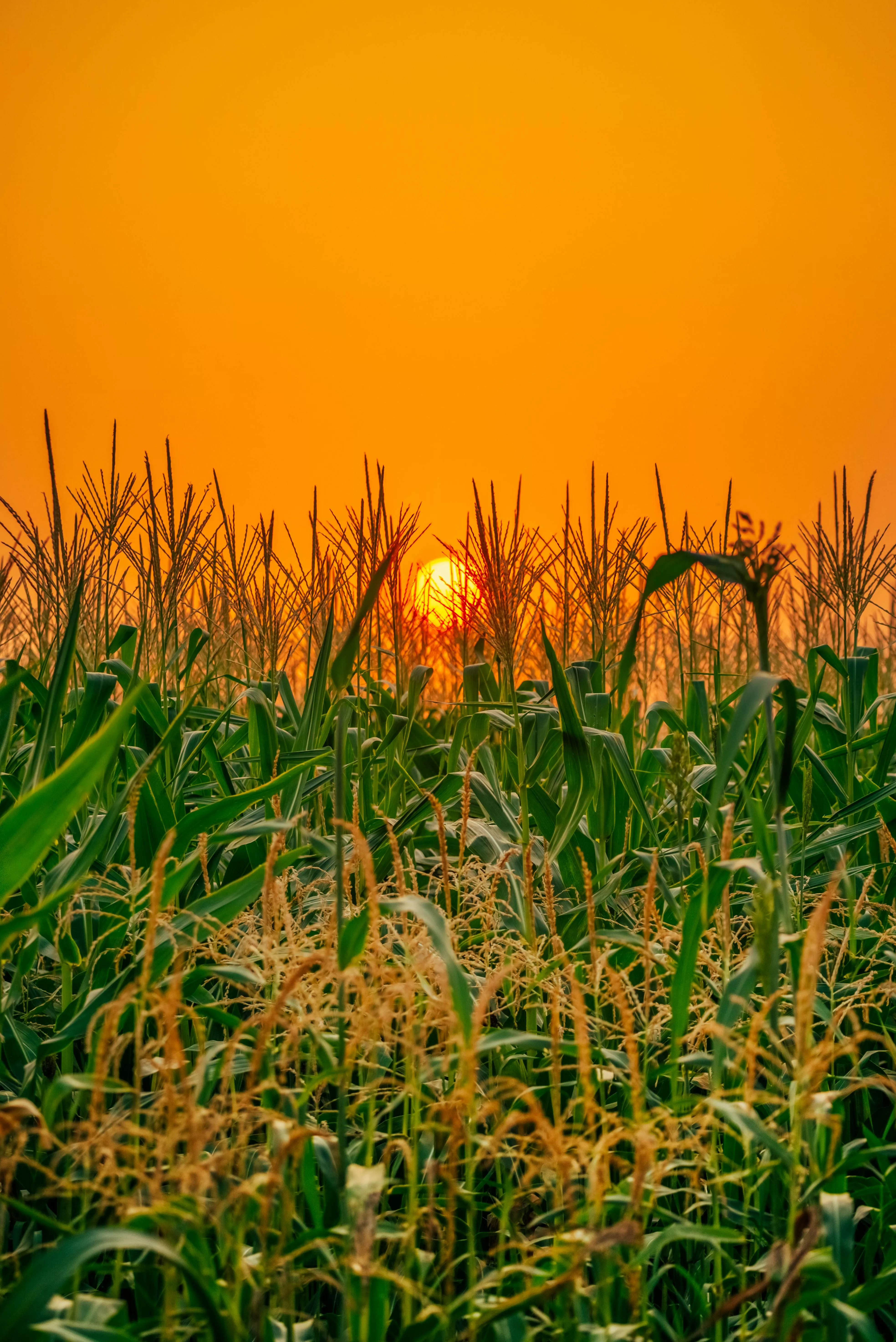 A Corn Field Under the Orange Sky