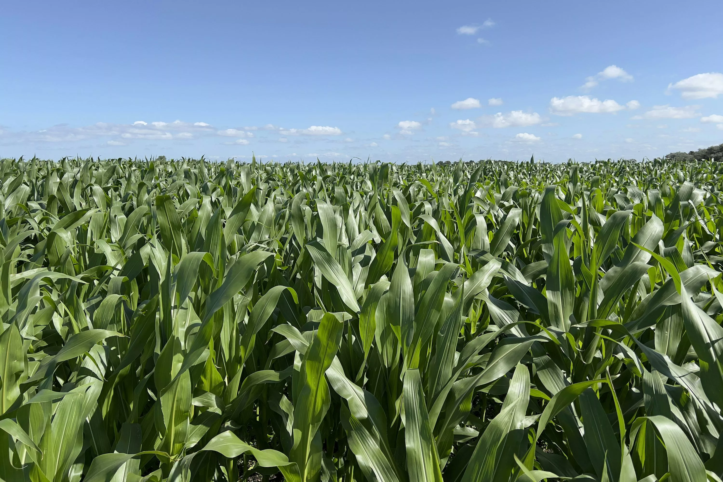 field of green corn under a blue sky
