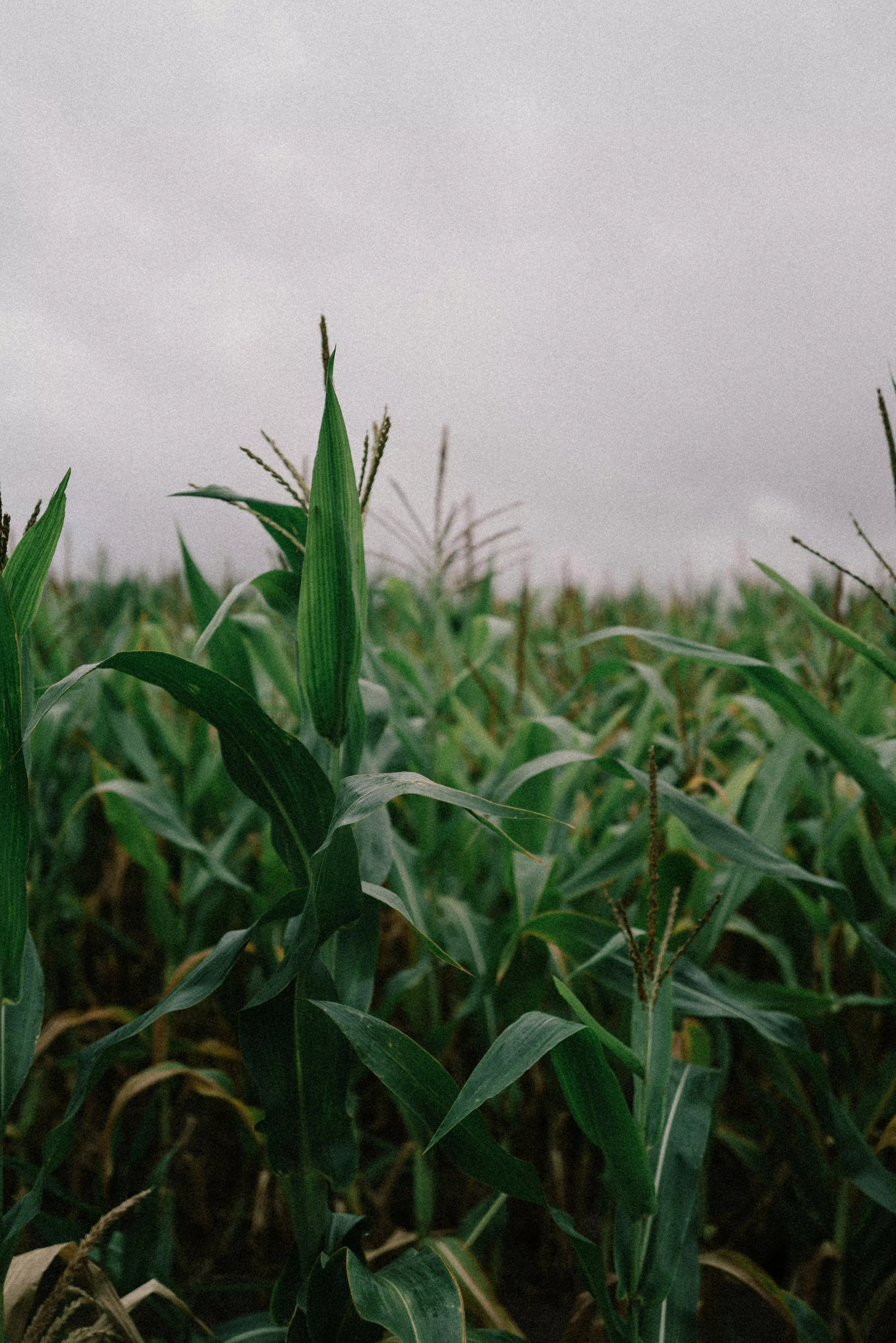 Corn Field on Blue Sky Background