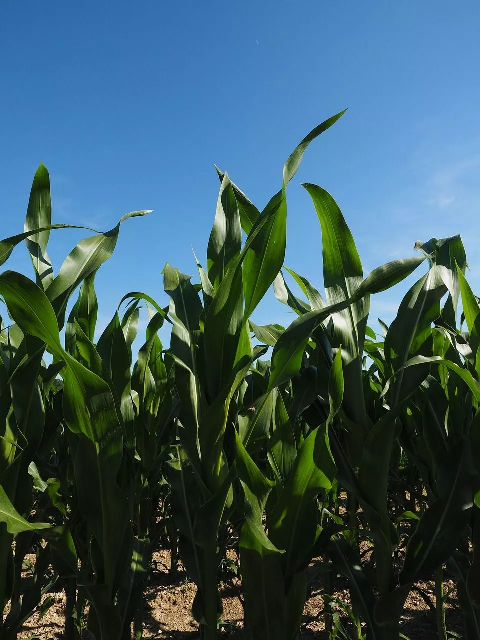 Corn Cornfield Leaves