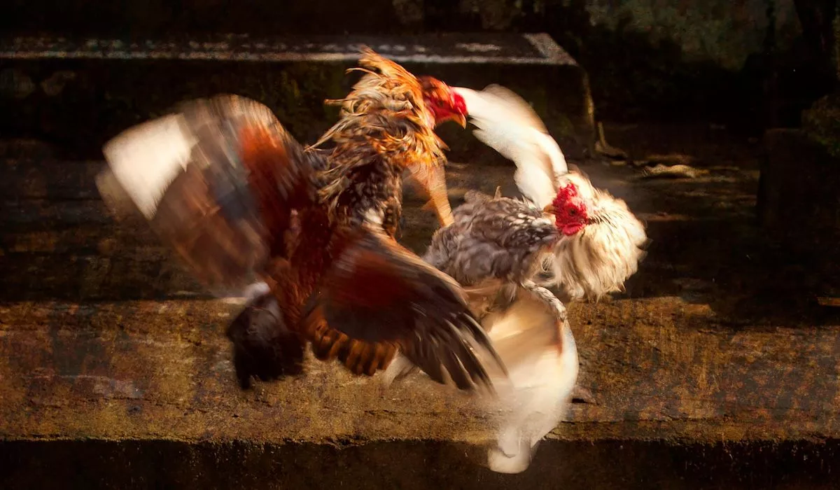 Staged Fights Felony Offenses