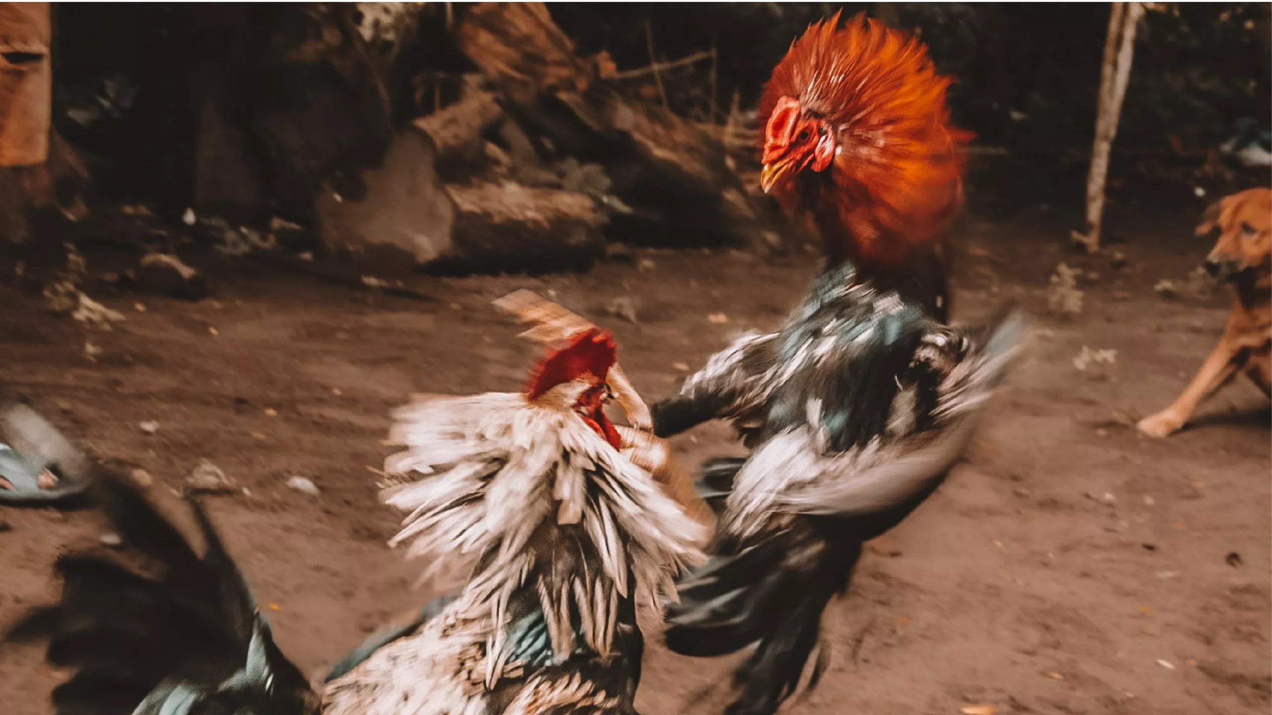 Cockfighting: Philippines' national