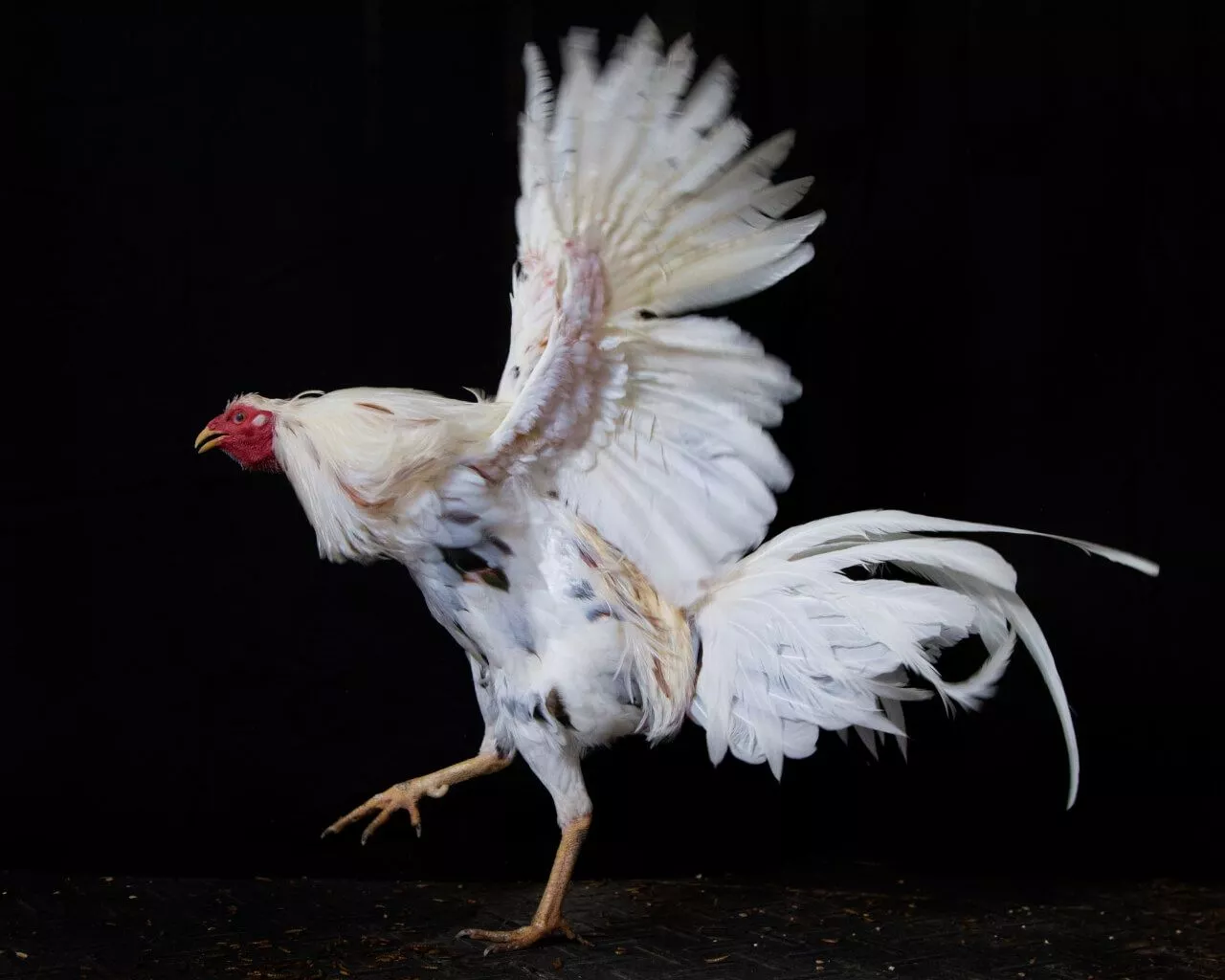 Survivors: Rescued From Cockfighting