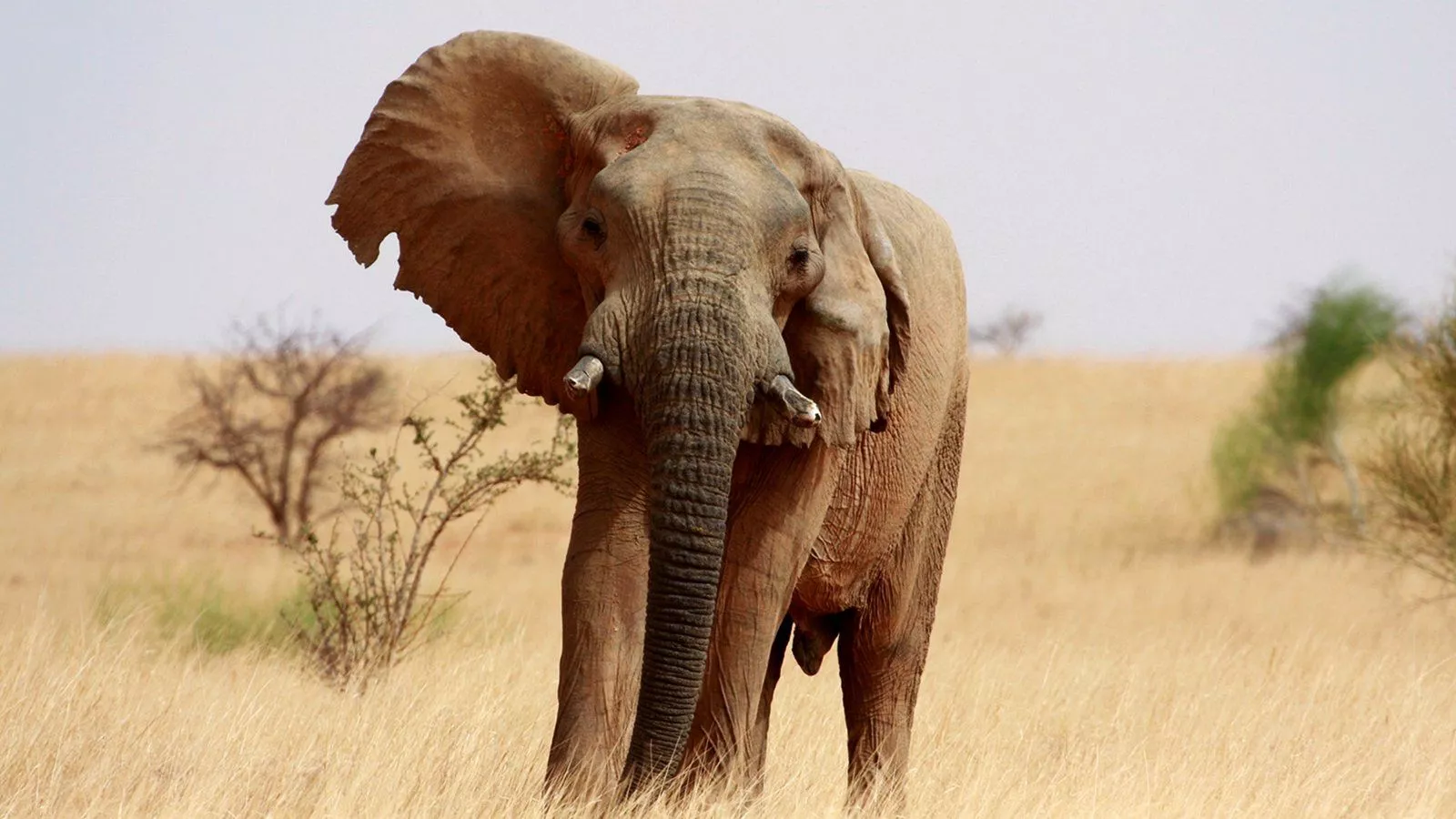 Mali's Desert Elephants, on Edge