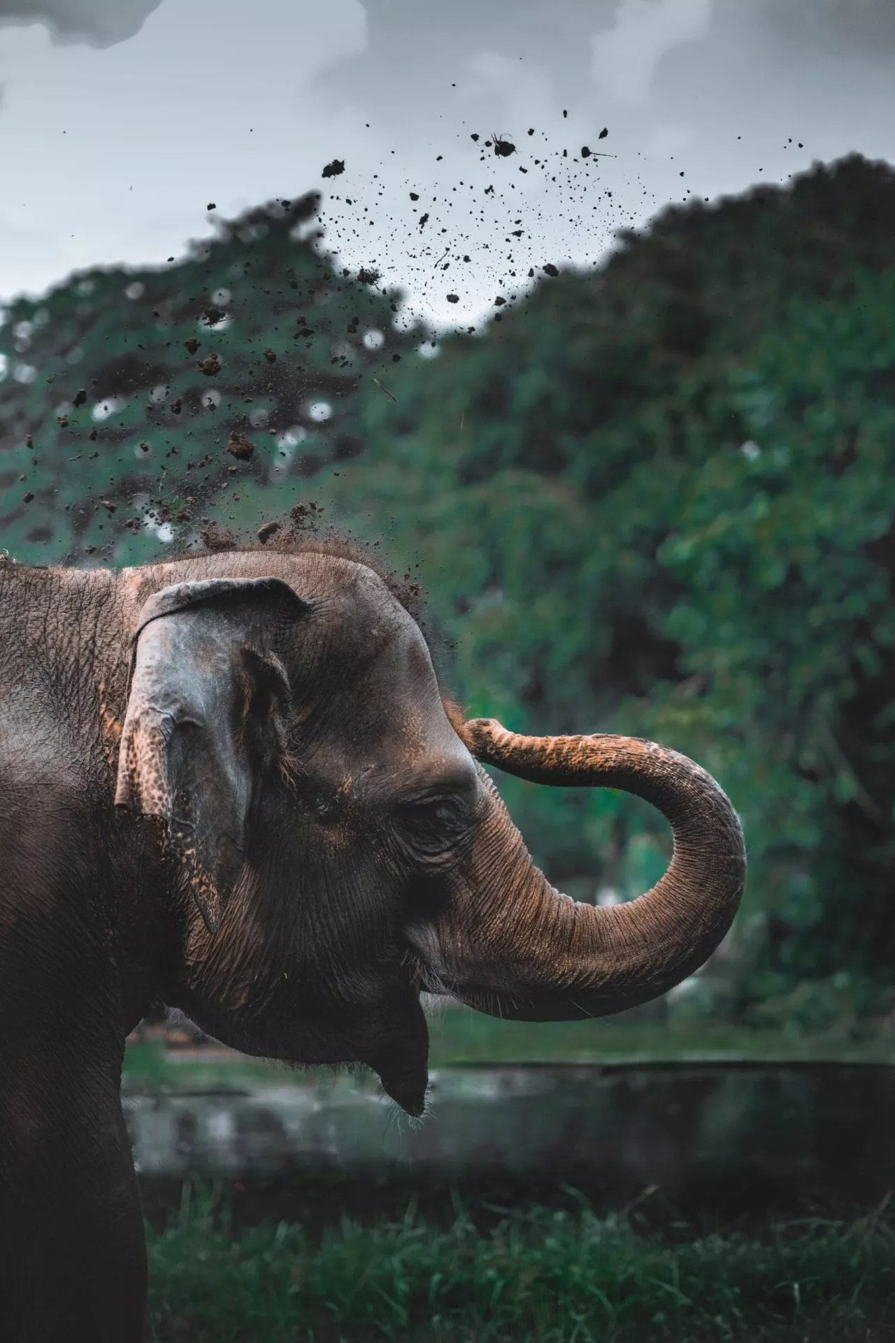 Mali the Lonely Elephant in Zoo