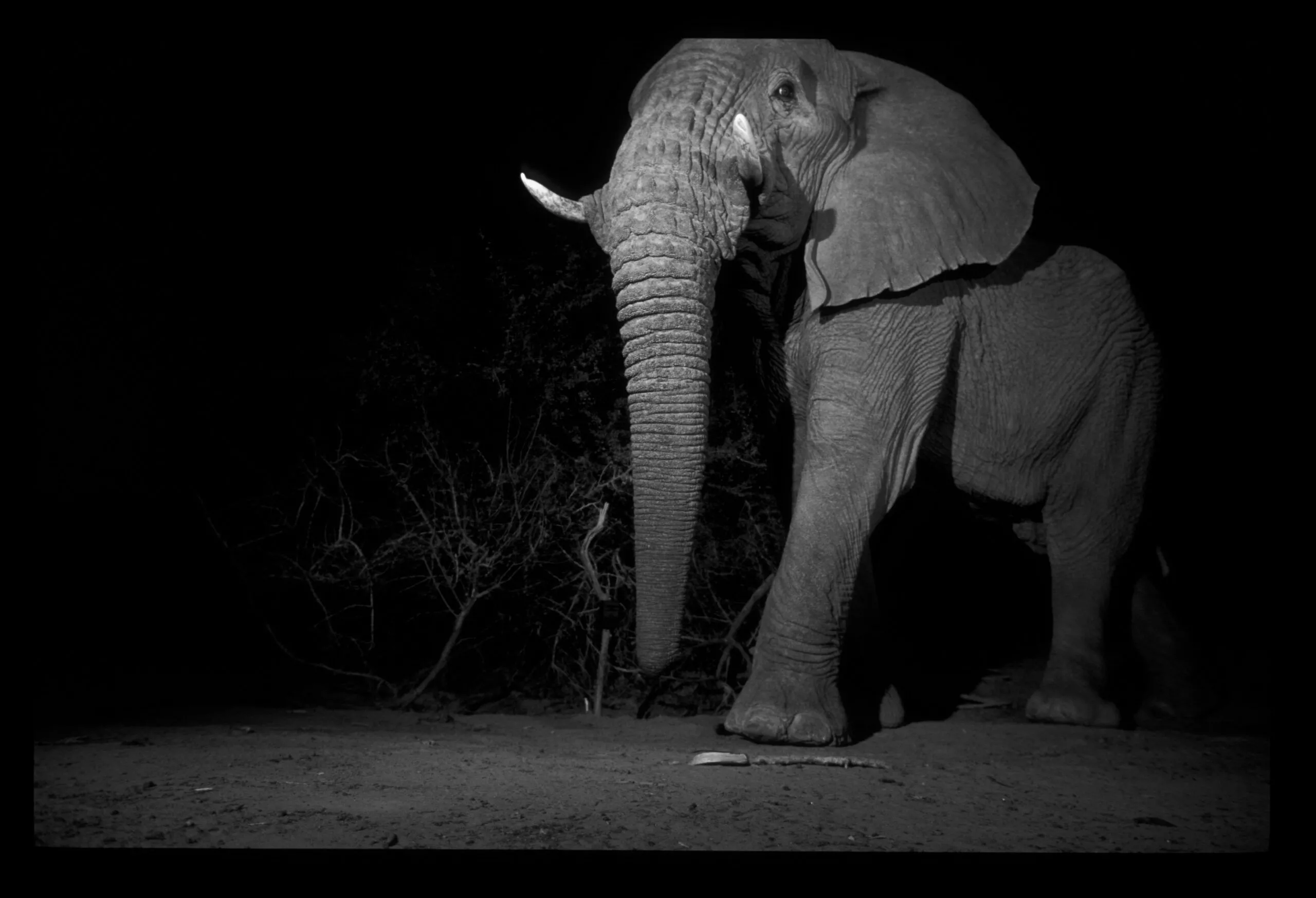 West Africa & Slow Mass Extinction