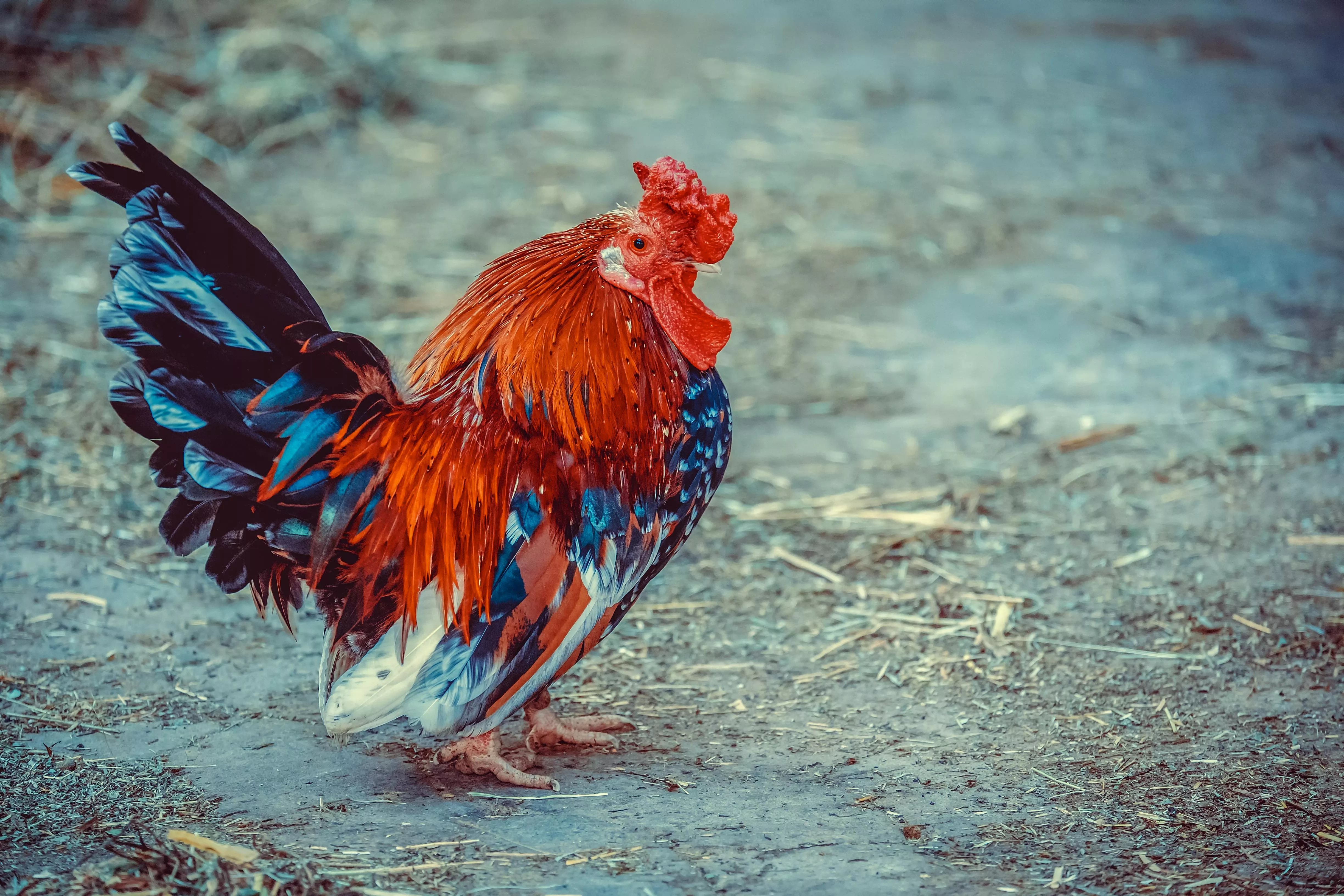 Shot of a Rooster · Free