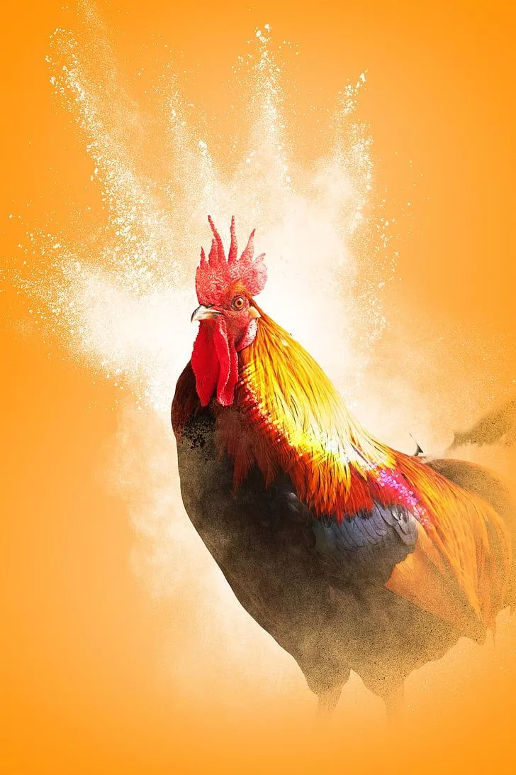 Red and yellow rooster wallpaper. free