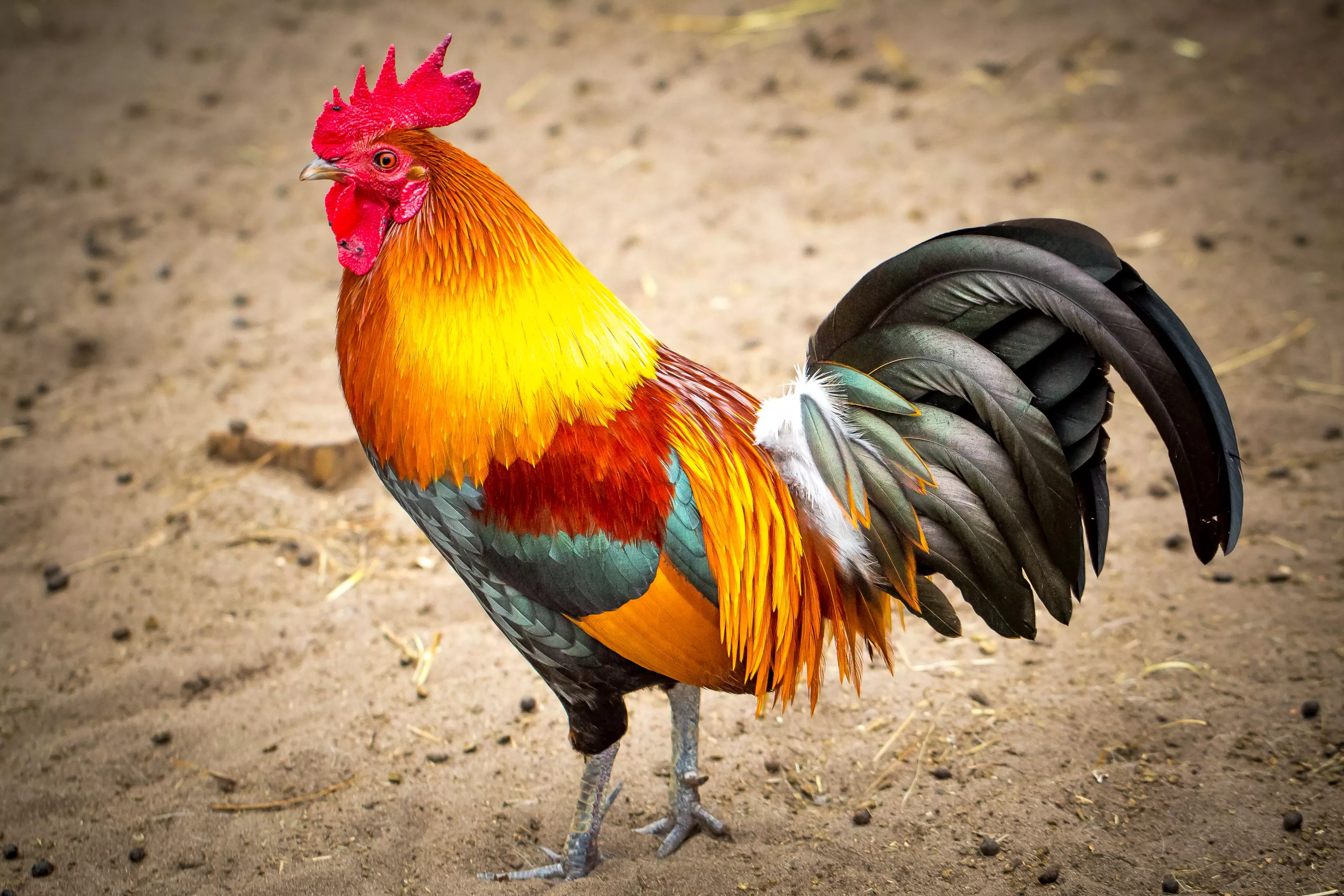 Vibrant Rooster HD Wallpaper: A