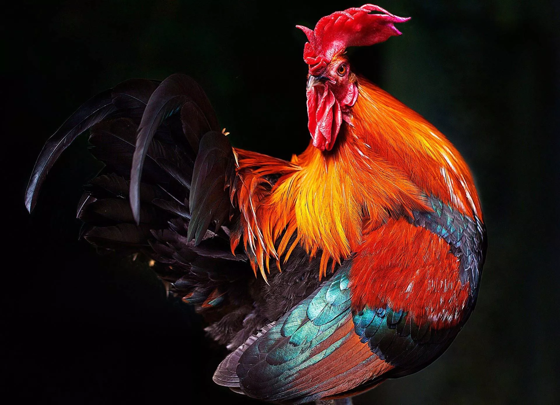 Dazzling Feathers Wallpaper