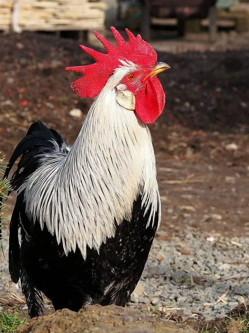 morning, HD phone wallpaper