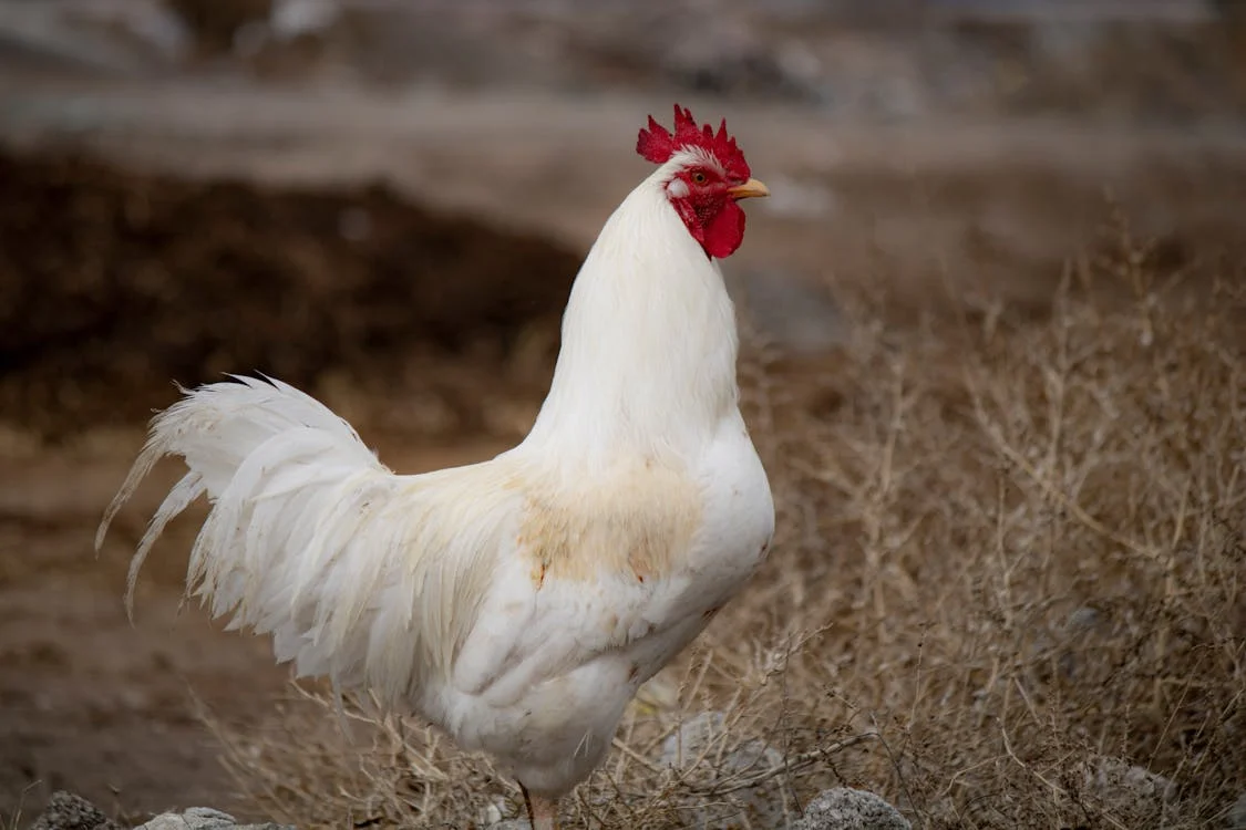 Rooster in Countryside · Free
