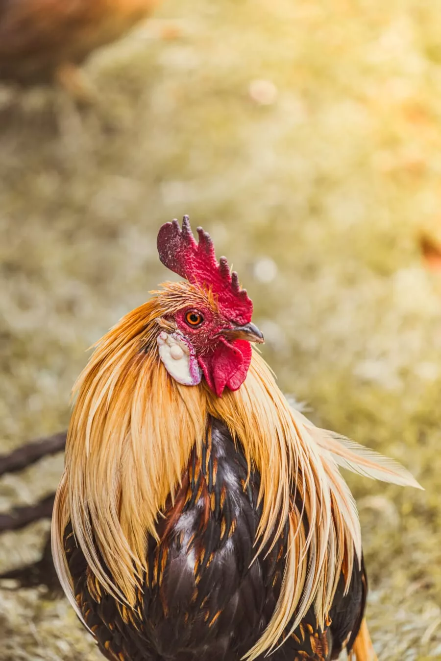 Free picture: rooster, head, feather