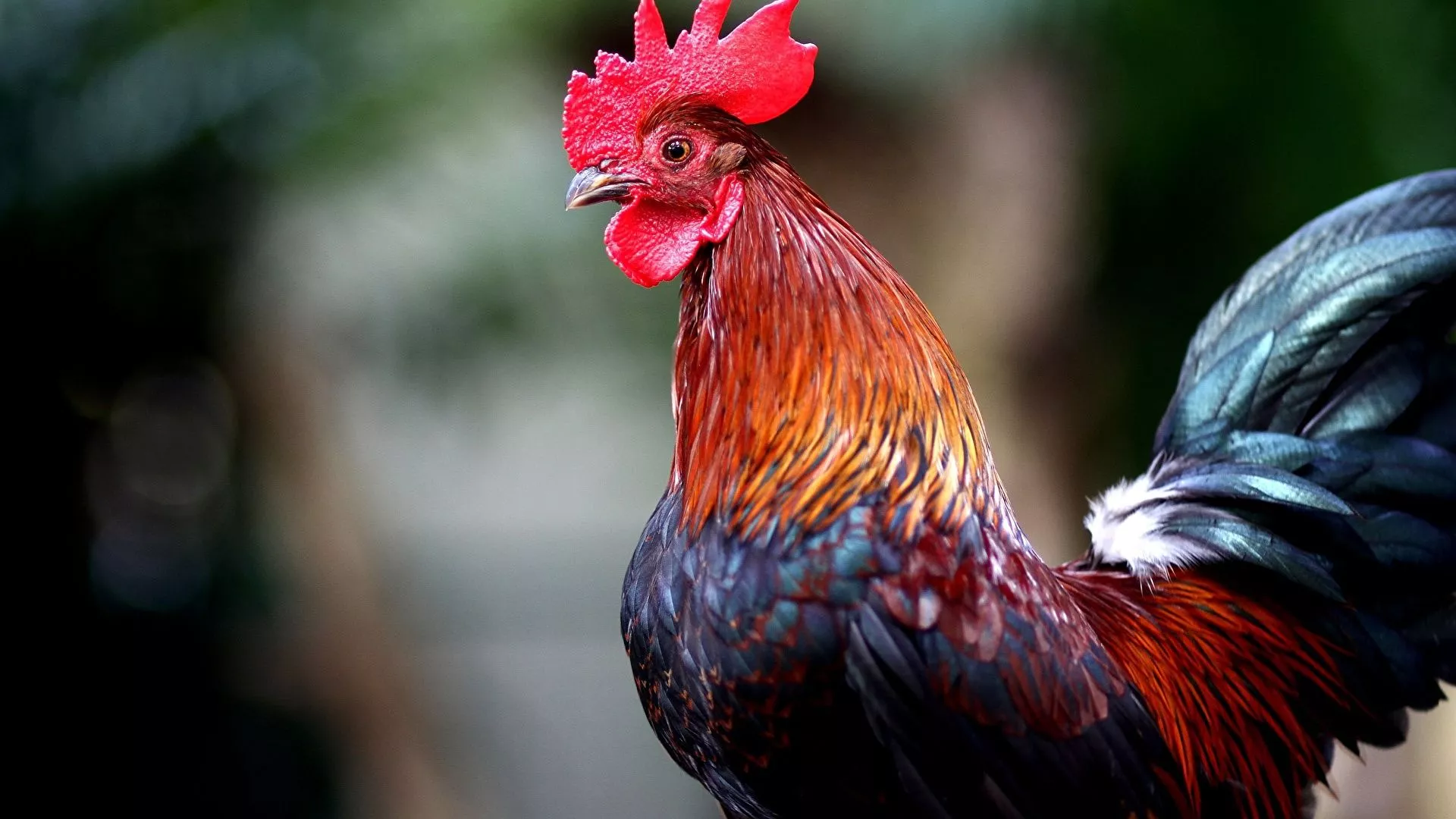 Image cock Birds Animals 1920x1080