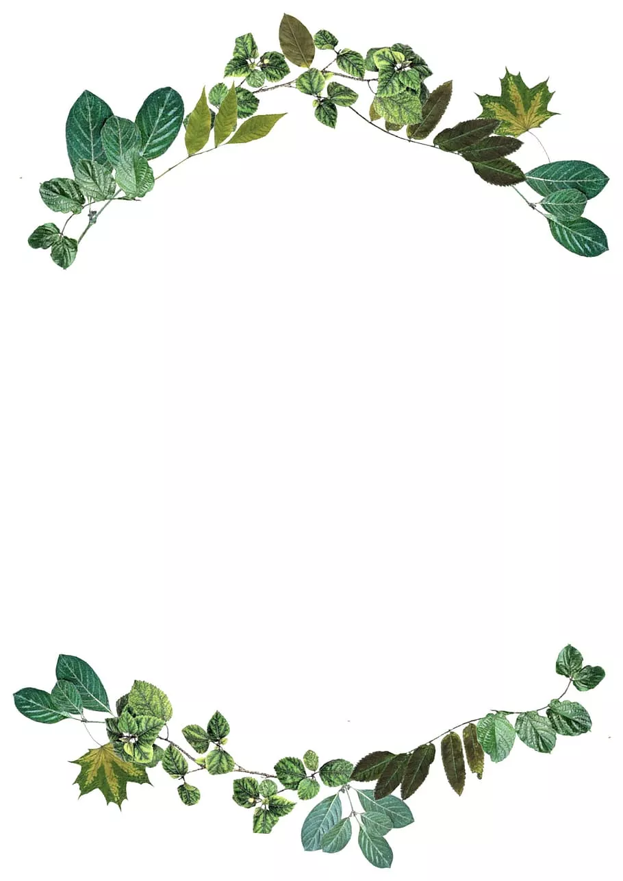 leaves, border, nature, frame, design
